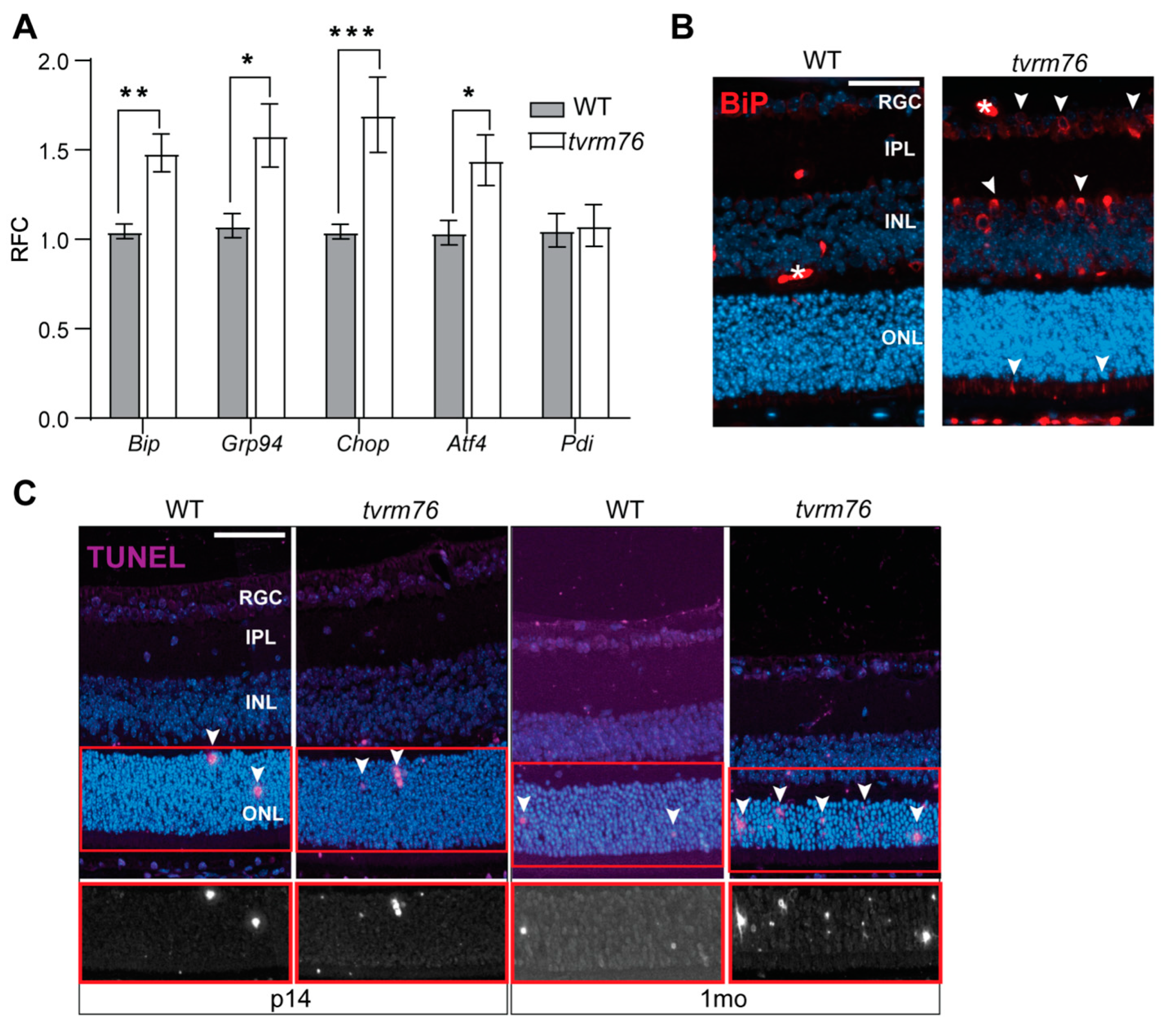 Ijms 23 12005 g005 Ijms 23 12005 g005
