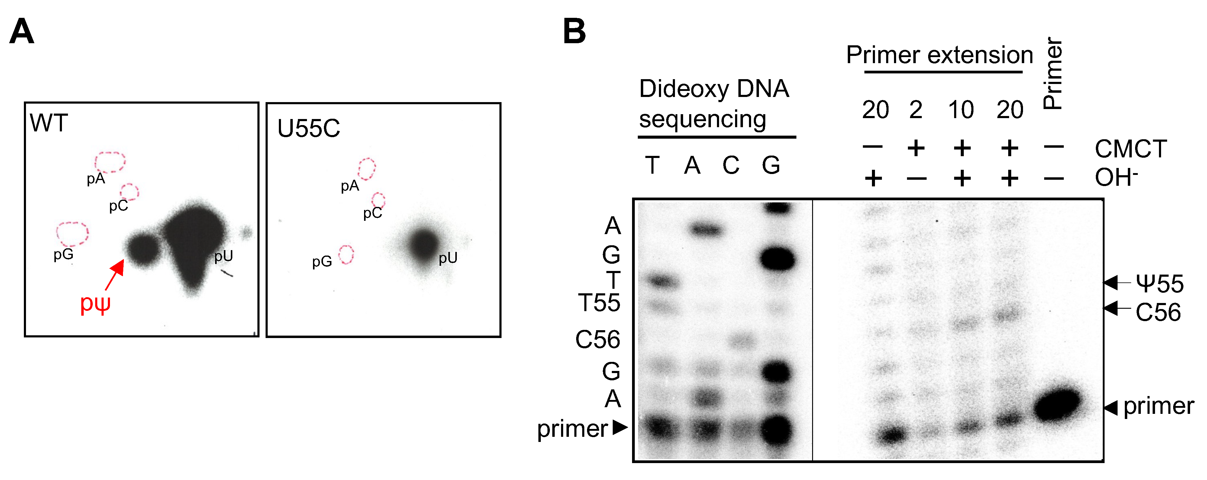 Ijms 23 12058 g003 Ijms 23 12058 g003