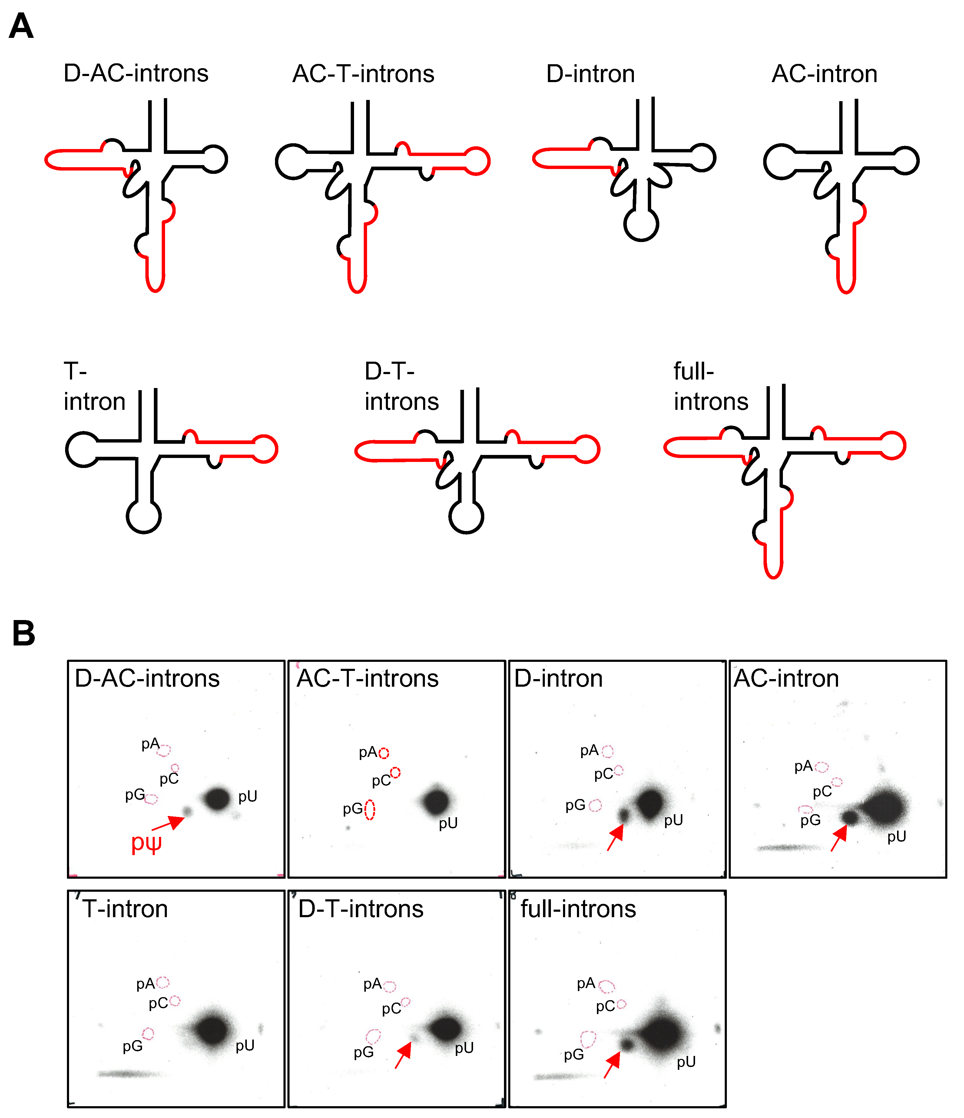 Ijms 23 12058 g004 Ijms 23 12058 g004