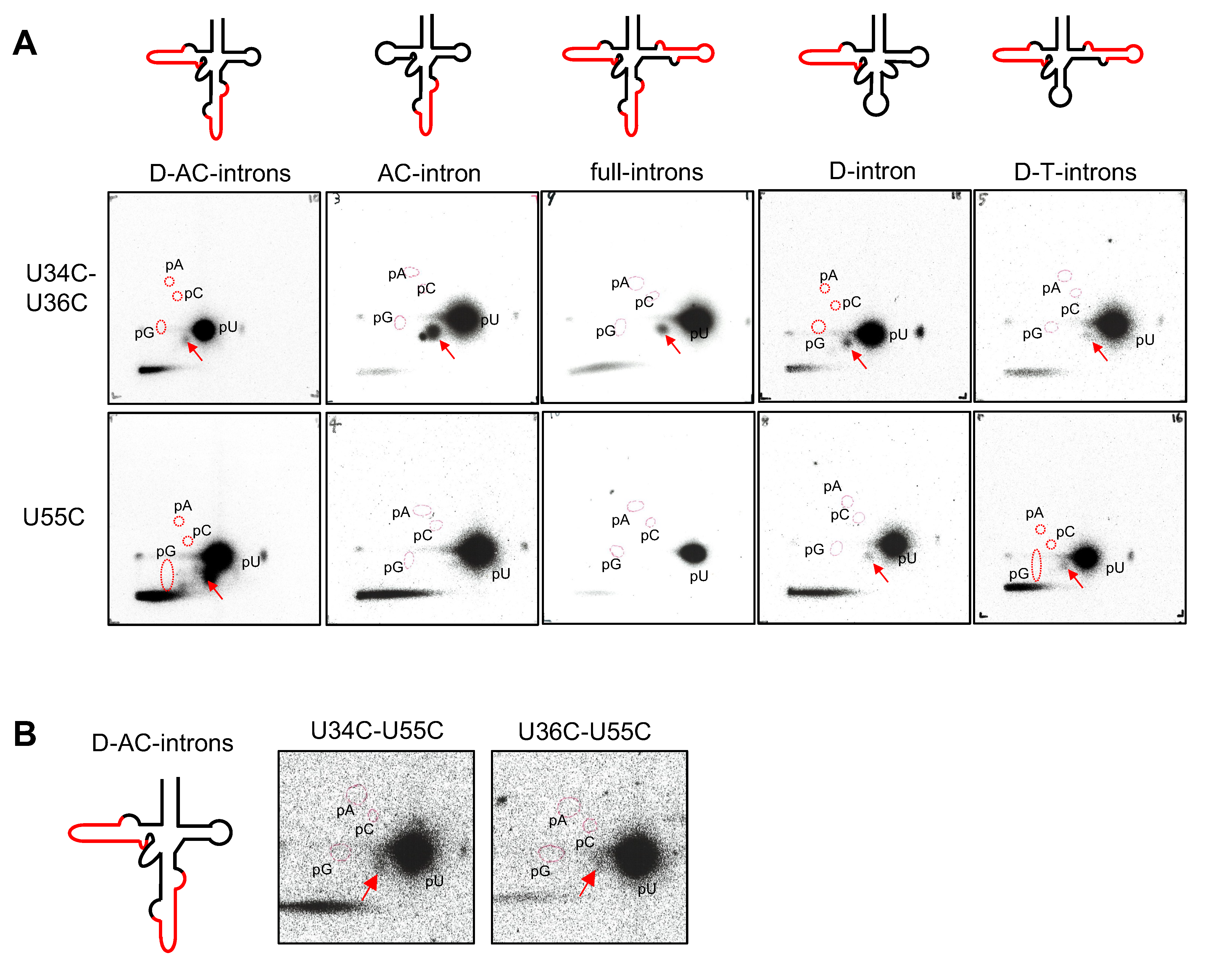 Ijms 23 12058 g005 Ijms 23 12058 g005