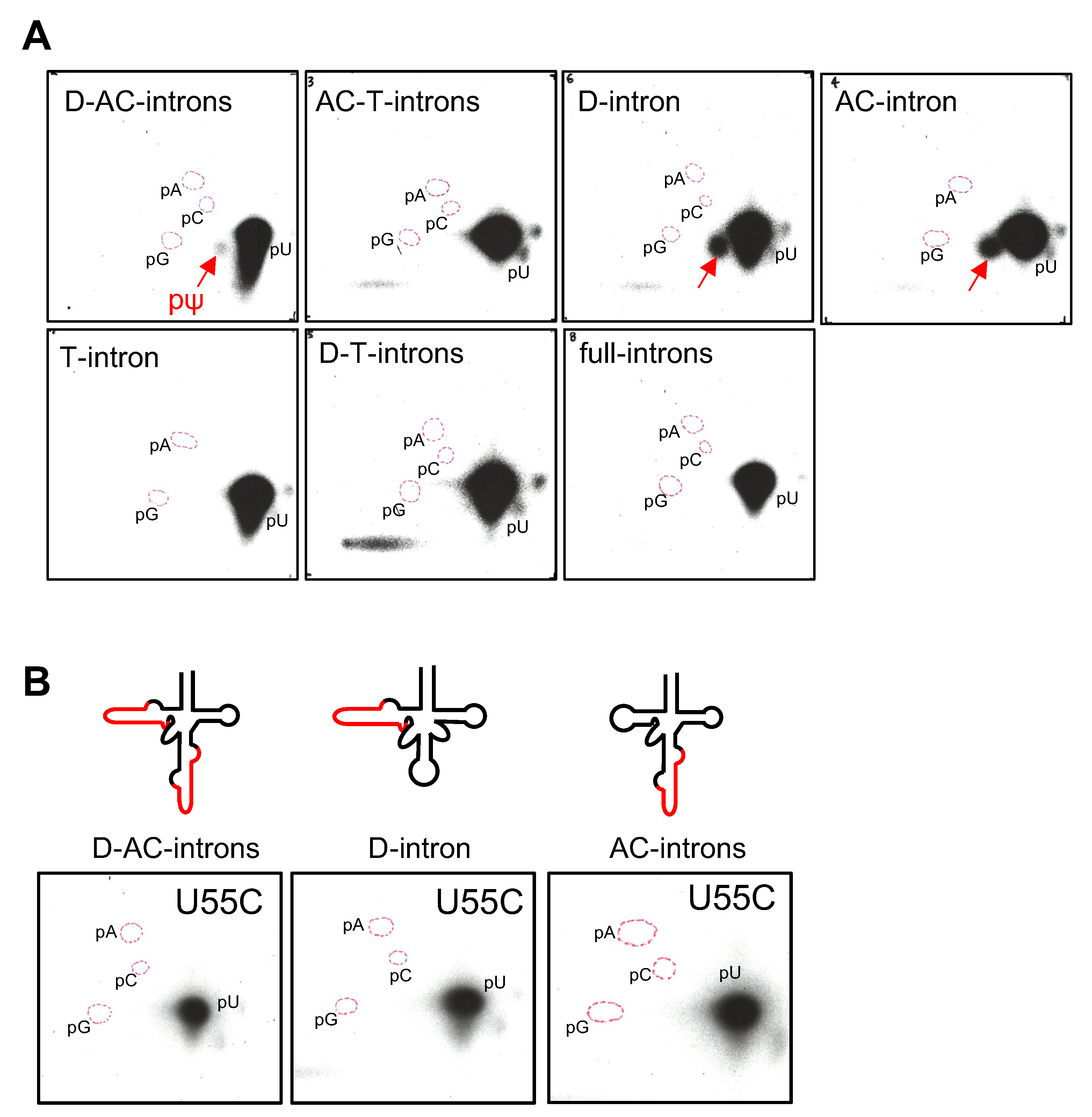 Ijms 23 12058 g006 Ijms 23 12058 g006