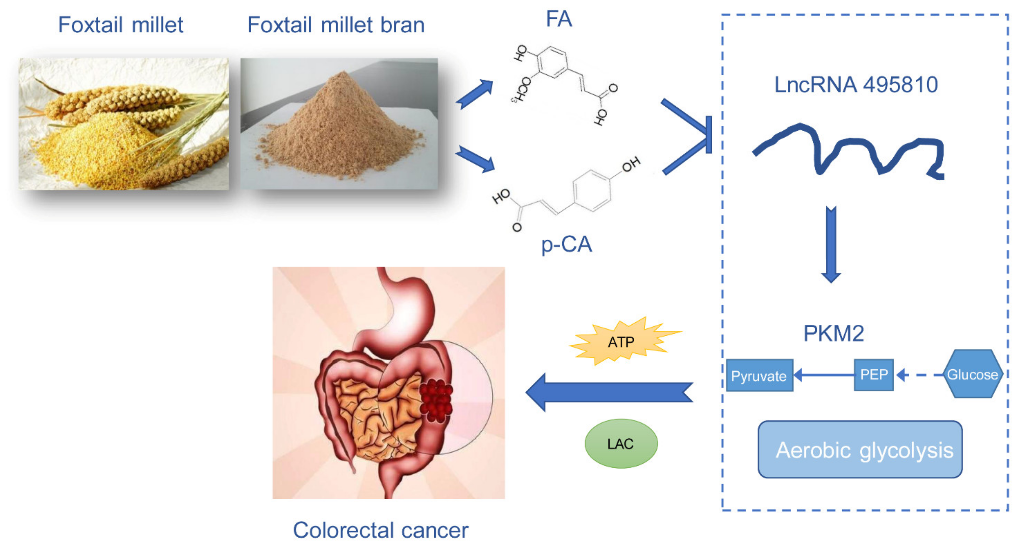 Ijms 23 12106 g006 Ijms 23 12106 g006