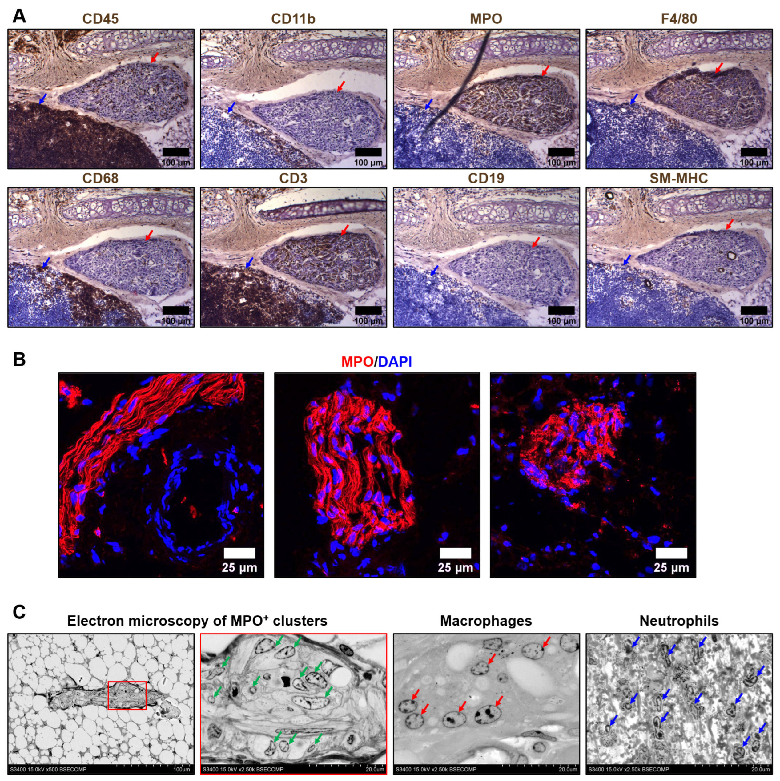 Ijms 23 12156 g001 Ijms 23 12156 g001