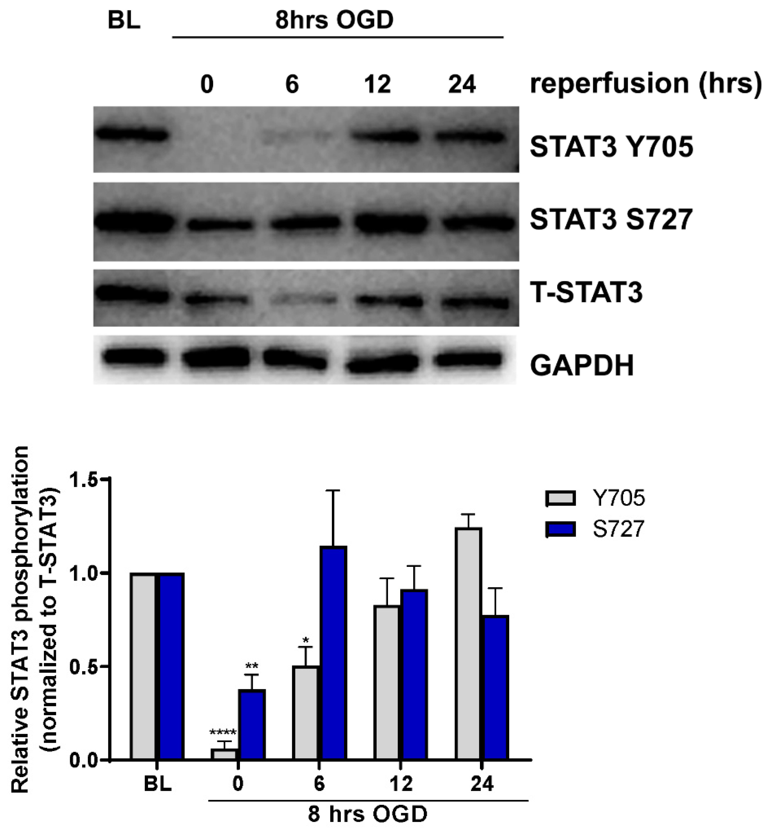 Ijms 23 12167 g001 Ijms 23 12167 g001