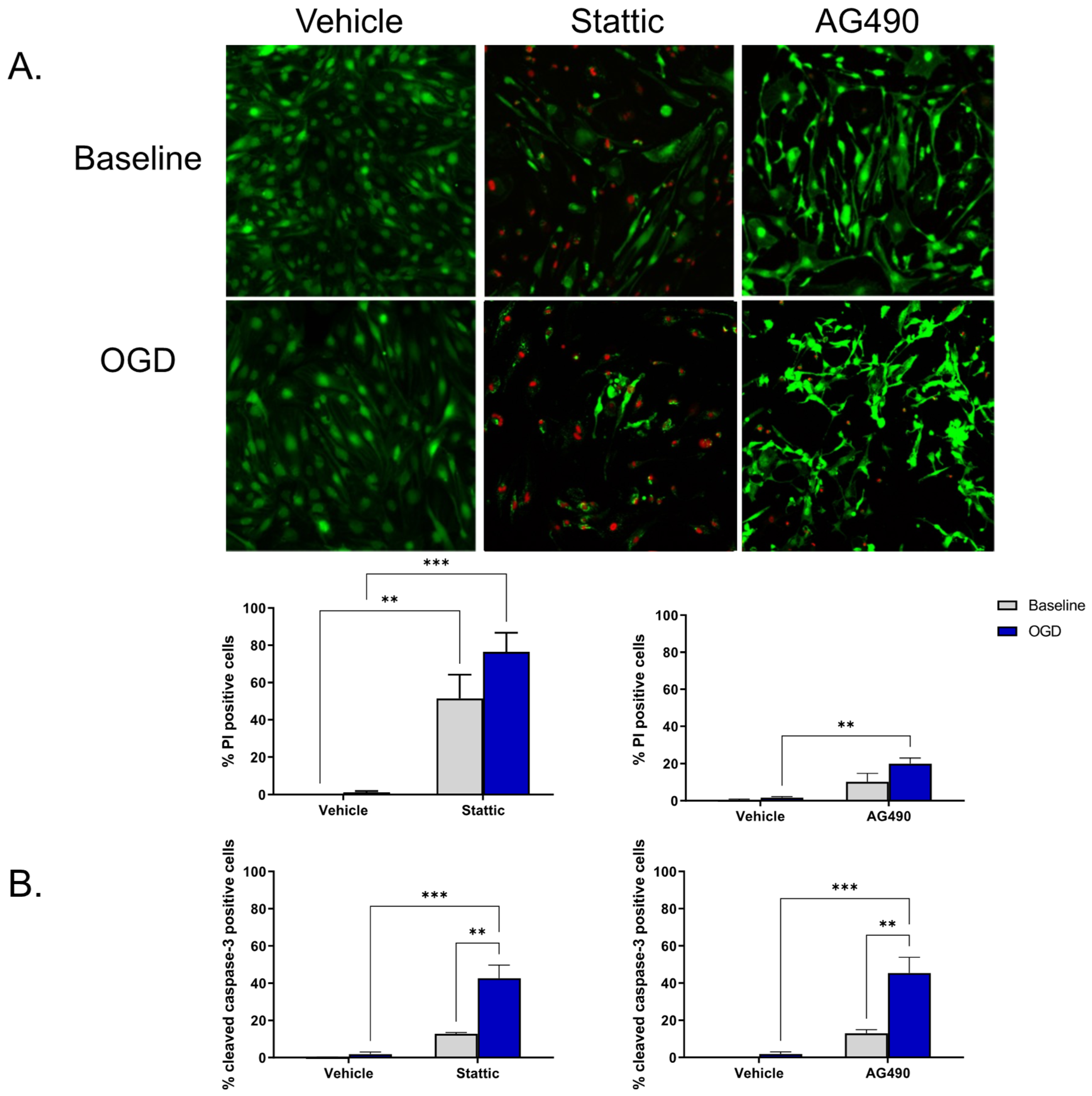 Ijms 23 12167 g002 Ijms 23 12167 g002