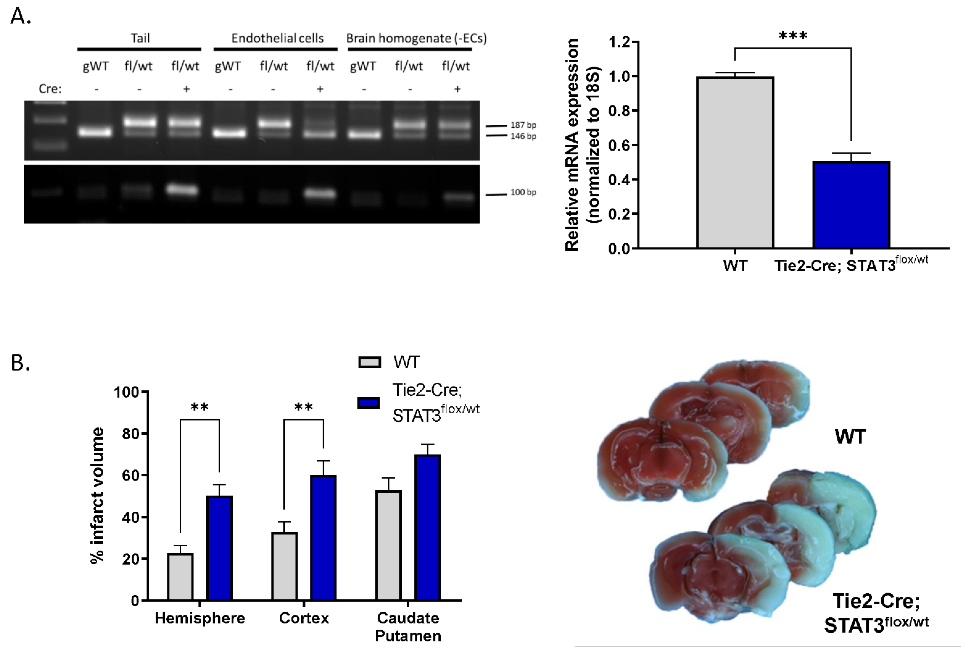 Ijms 23 12167 g005 Ijms 23 12167 g005