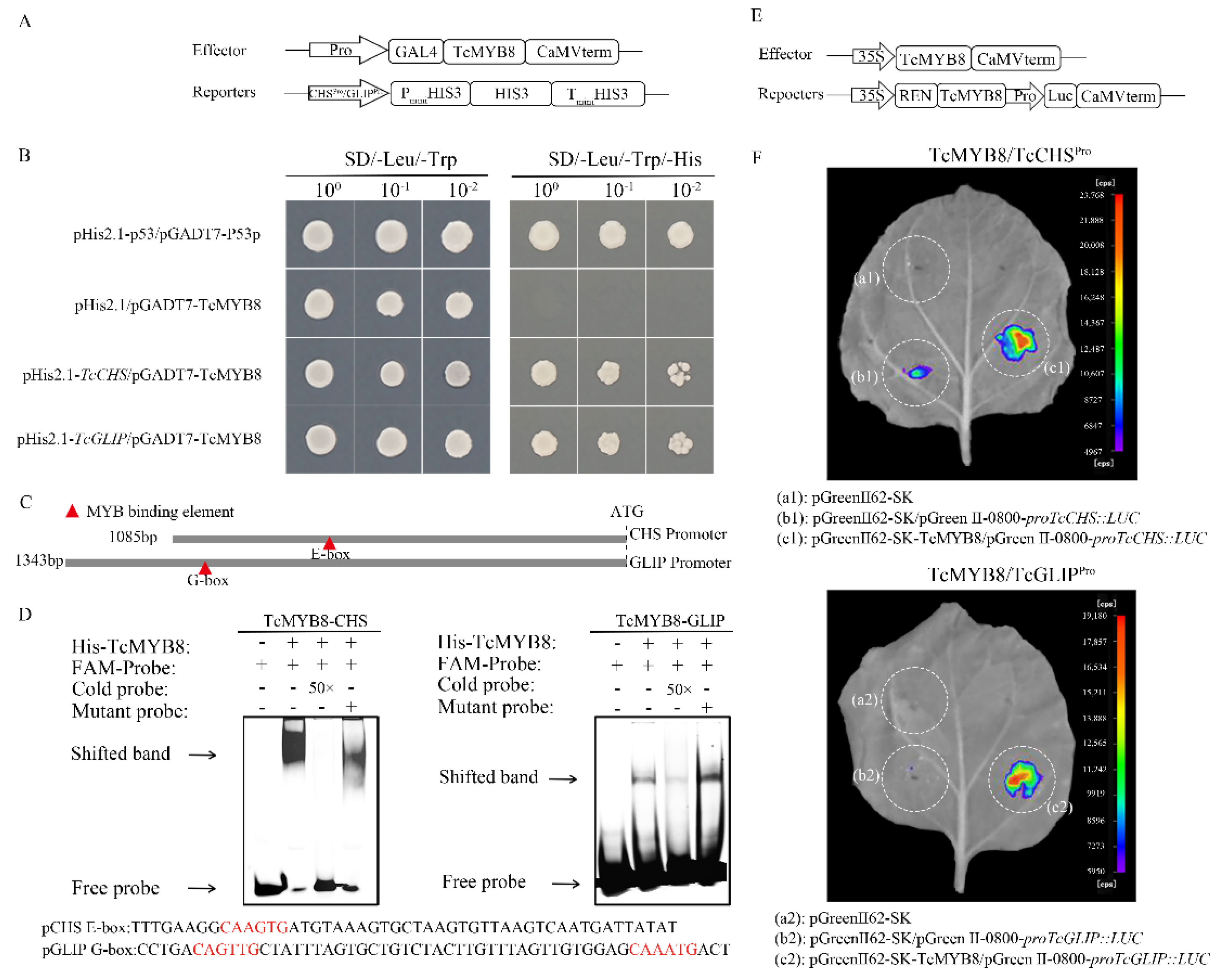 Ijms 23 12186 g004 Ijms 23 12186 g004