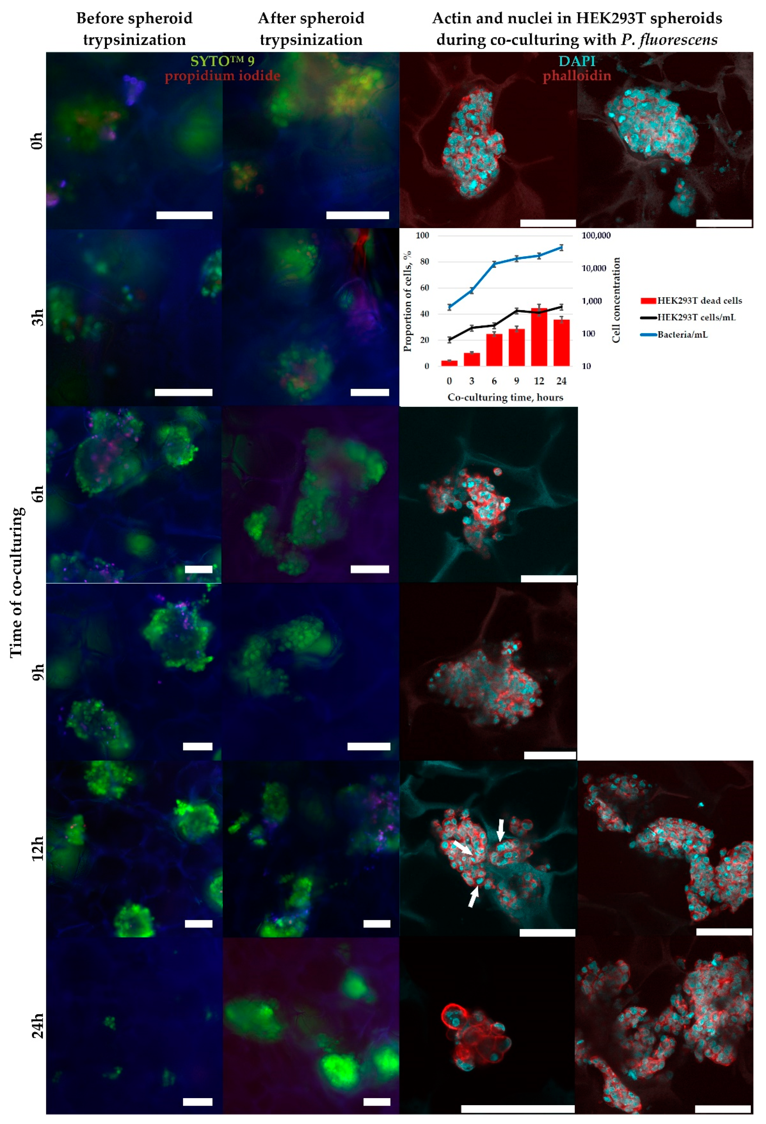 Ijms 23 12276 g009 Ijms 23 12276 g009