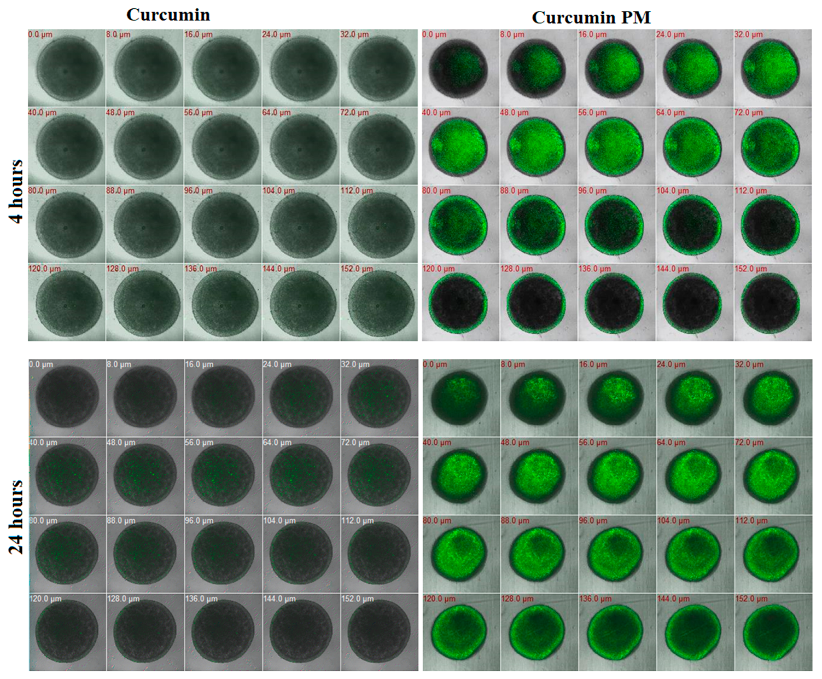 Ijms 23 12362 g002 Ijms 23 12362 g002