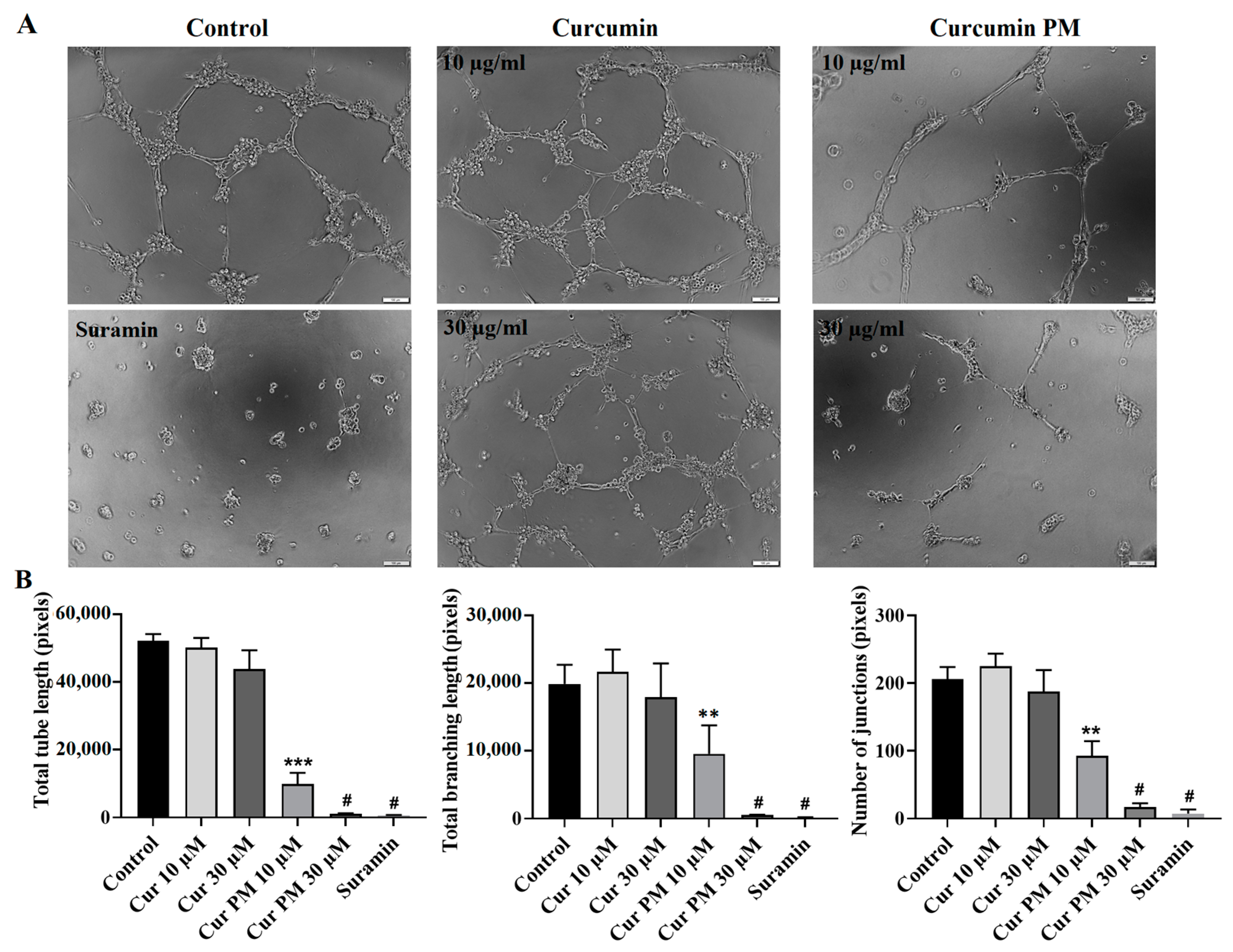 Ijms 23 12362 g005 Ijms 23 12362 g005