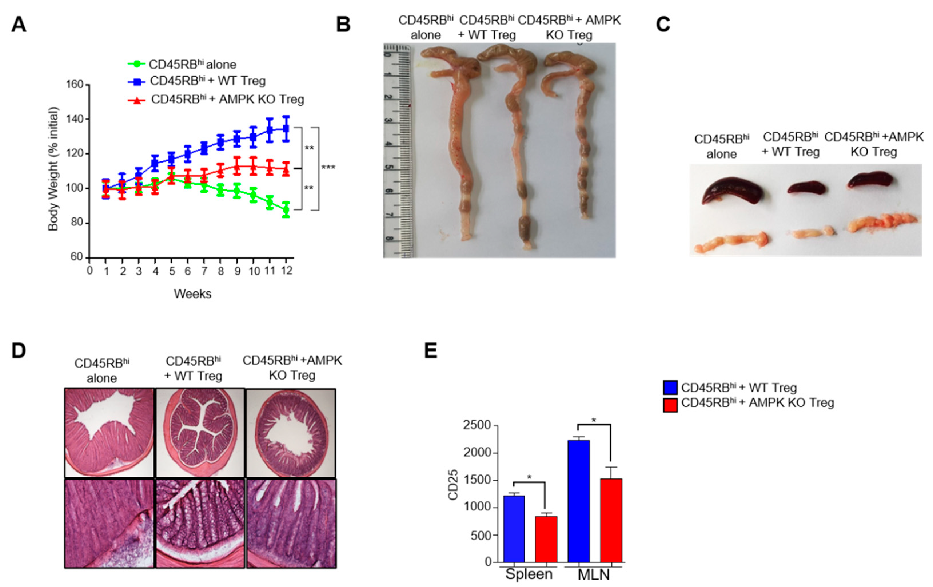 Ijms 23 12384 g006 Ijms 23 12384 g006