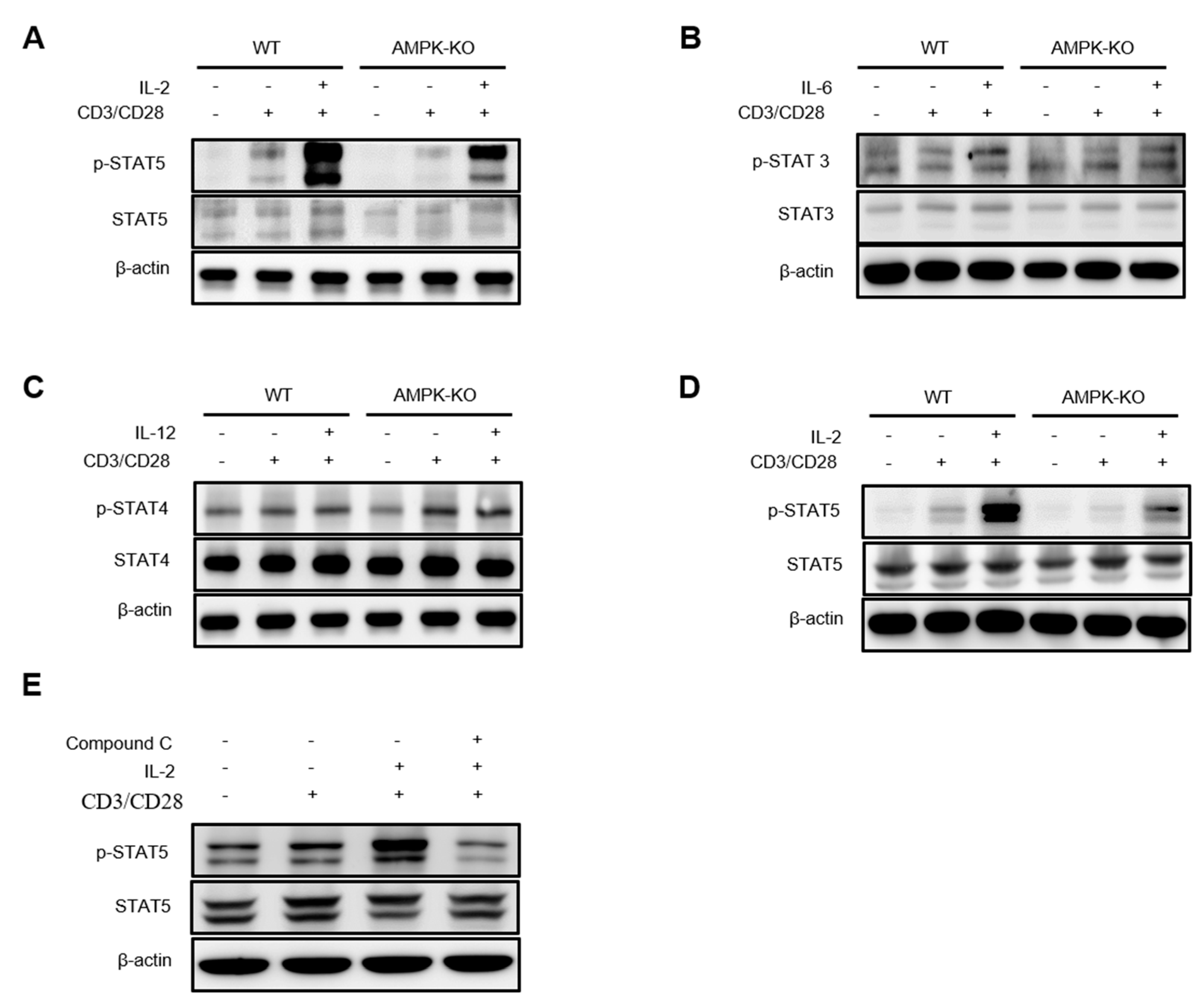 Ijms 23 12384 g007 Ijms 23 12384 g007
