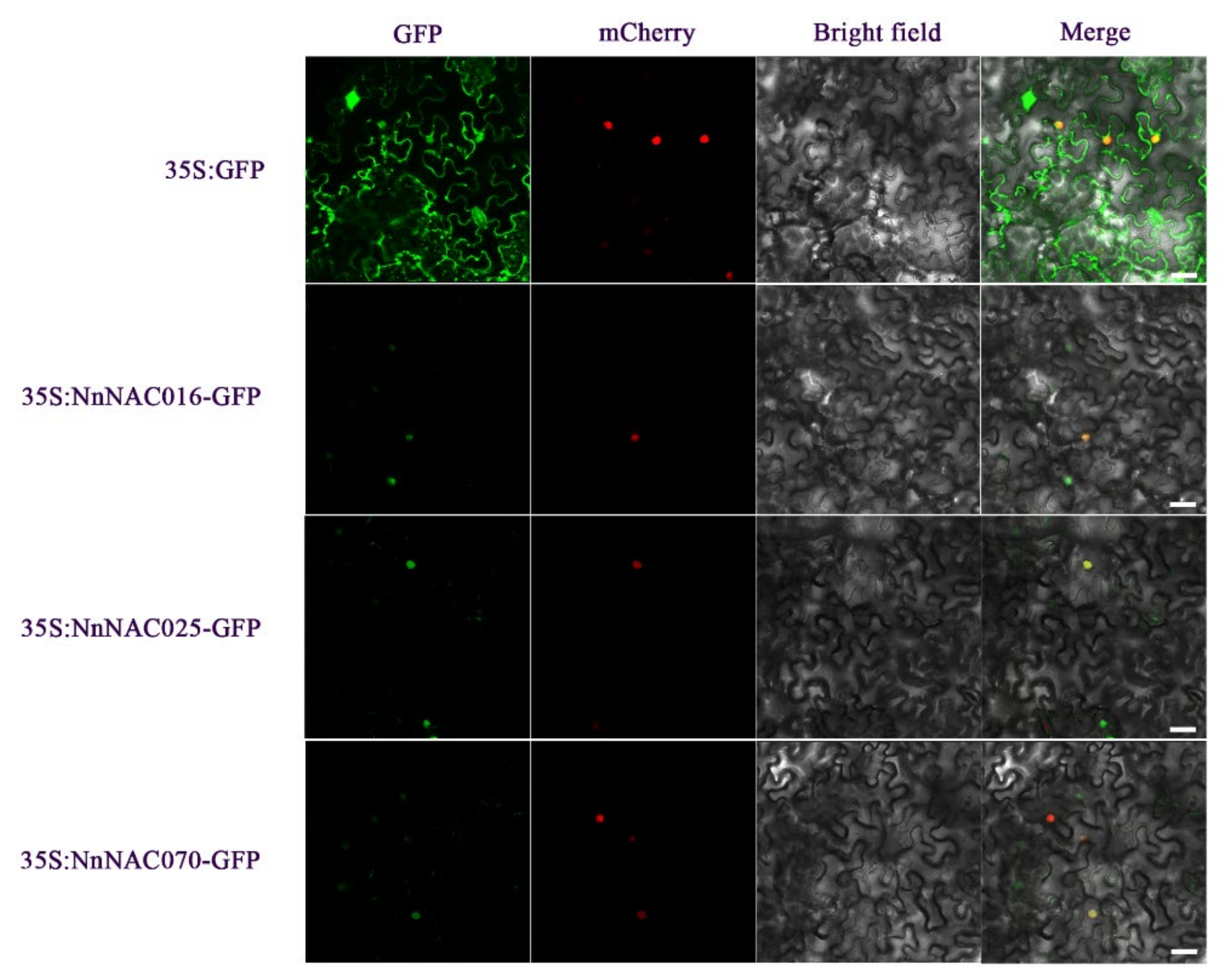 Ijms 23 12394 g006 Ijms 23 12394 g006