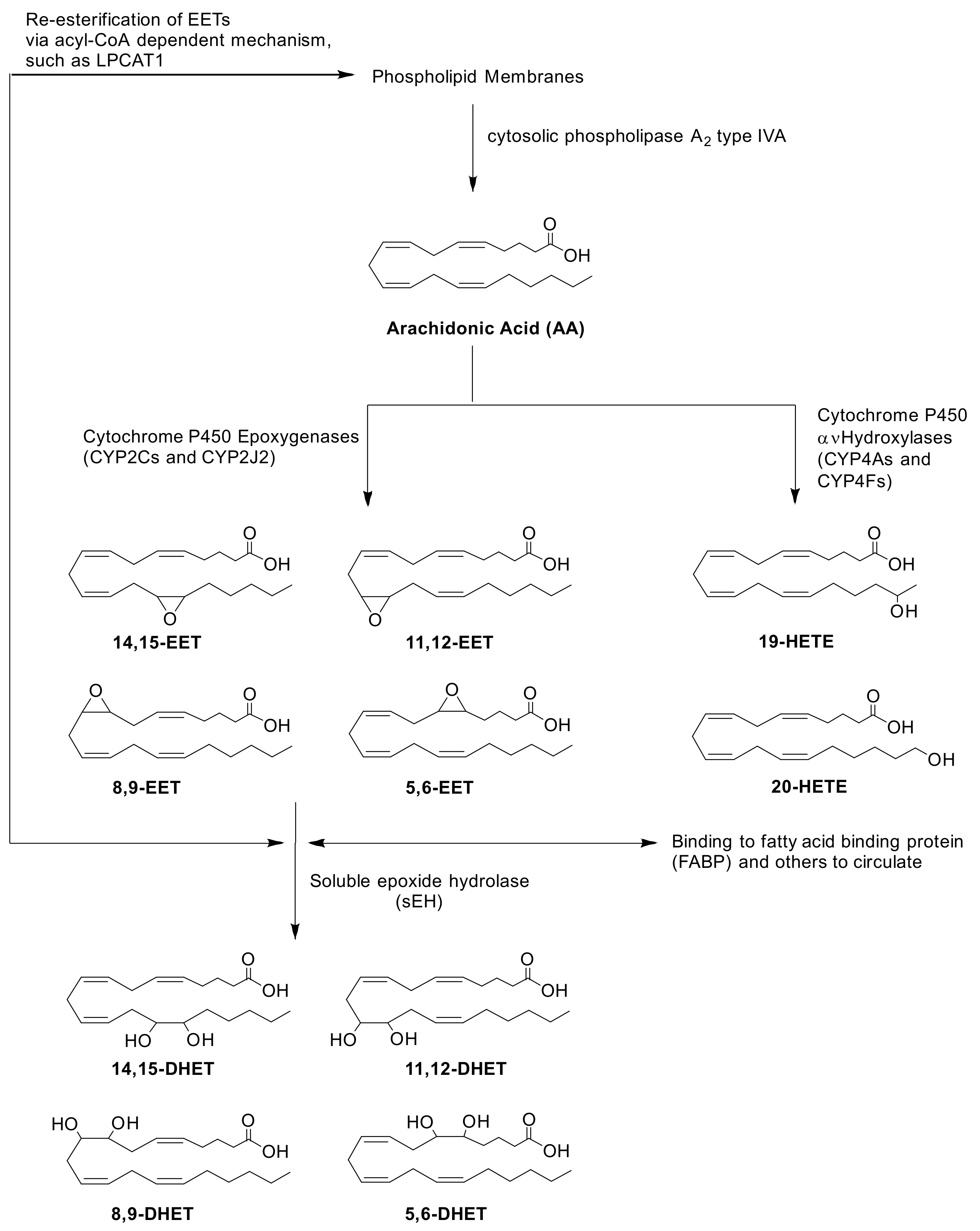 Ijms 23 12433 g001 Ijms 23 12433 g001