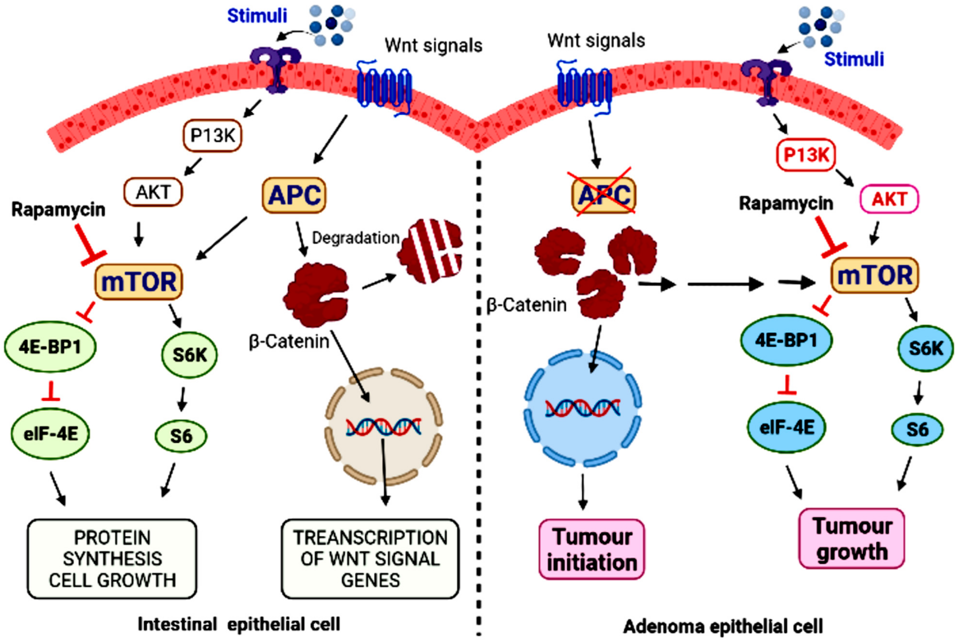 Ijms 23 12470 g004 Ijms 23 12470 g004