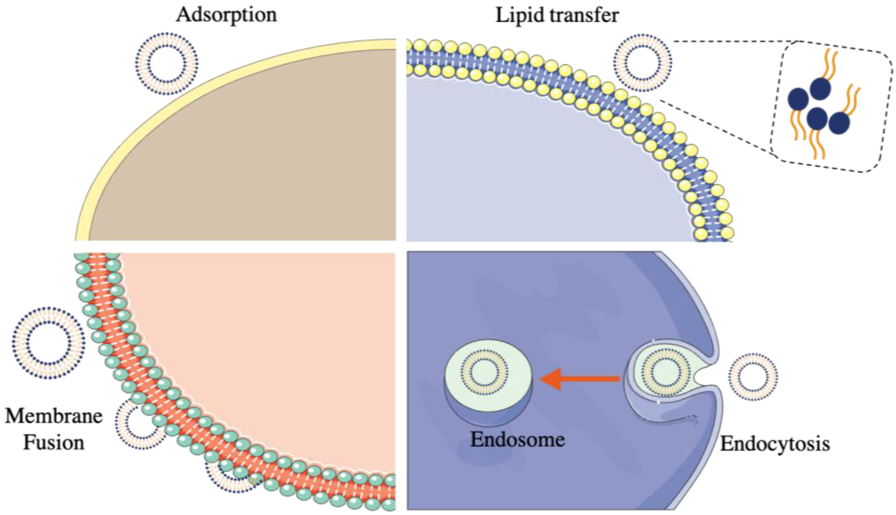 Ijms 23 12487 g004 Ijms 23 12487 g004