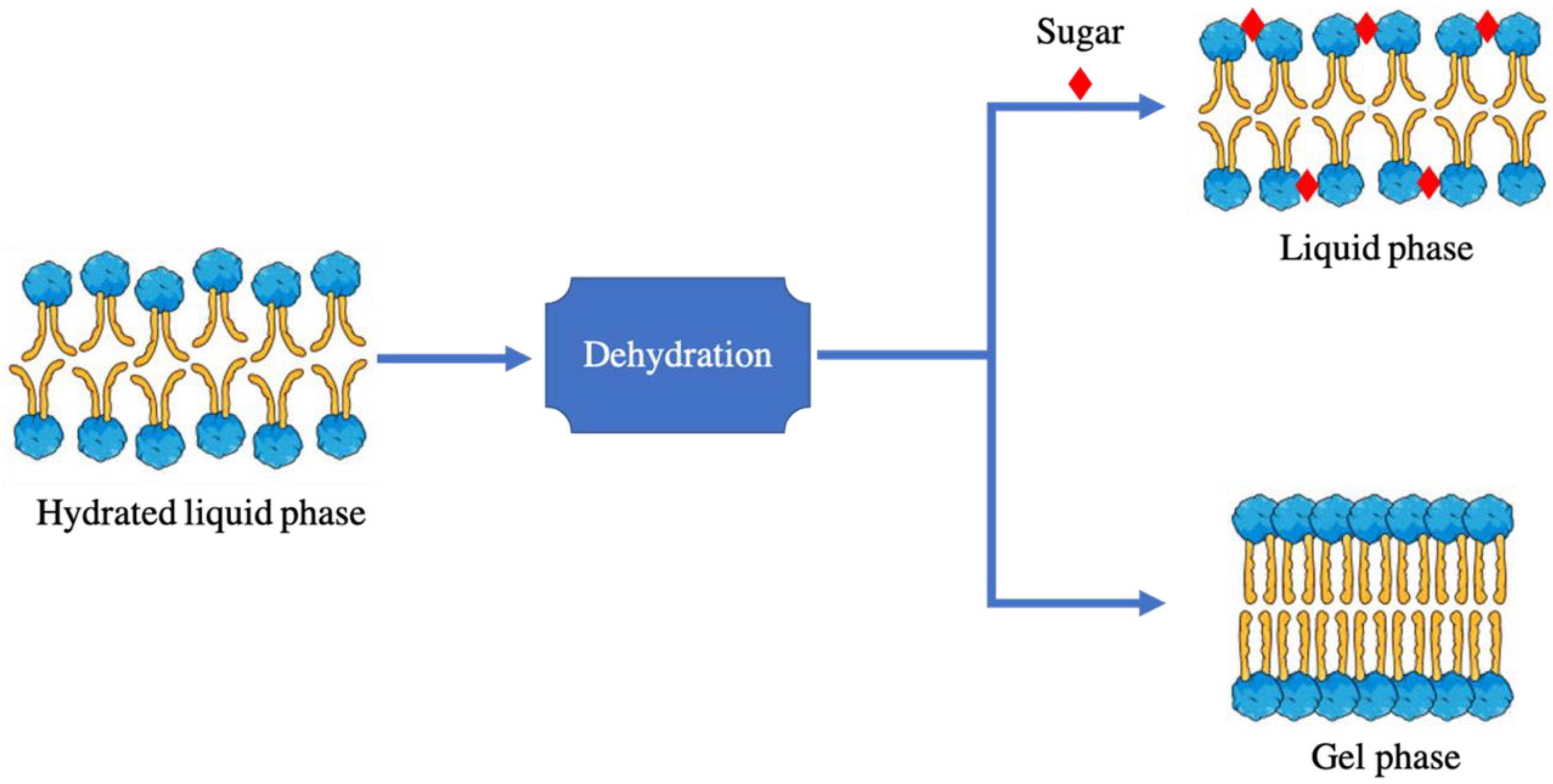 Ijms 23 12487 g006 Ijms 23 12487 g006