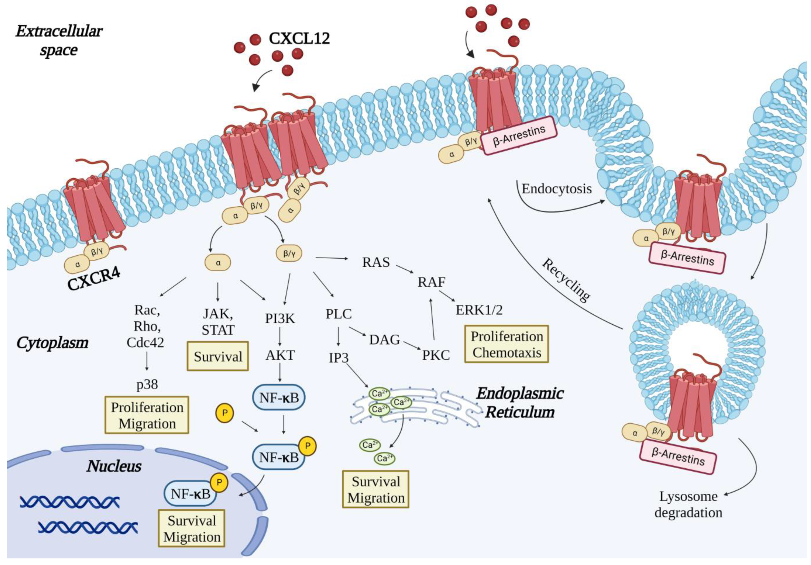 Ijms 23 12499 g001 Ijms 23 12499 g001