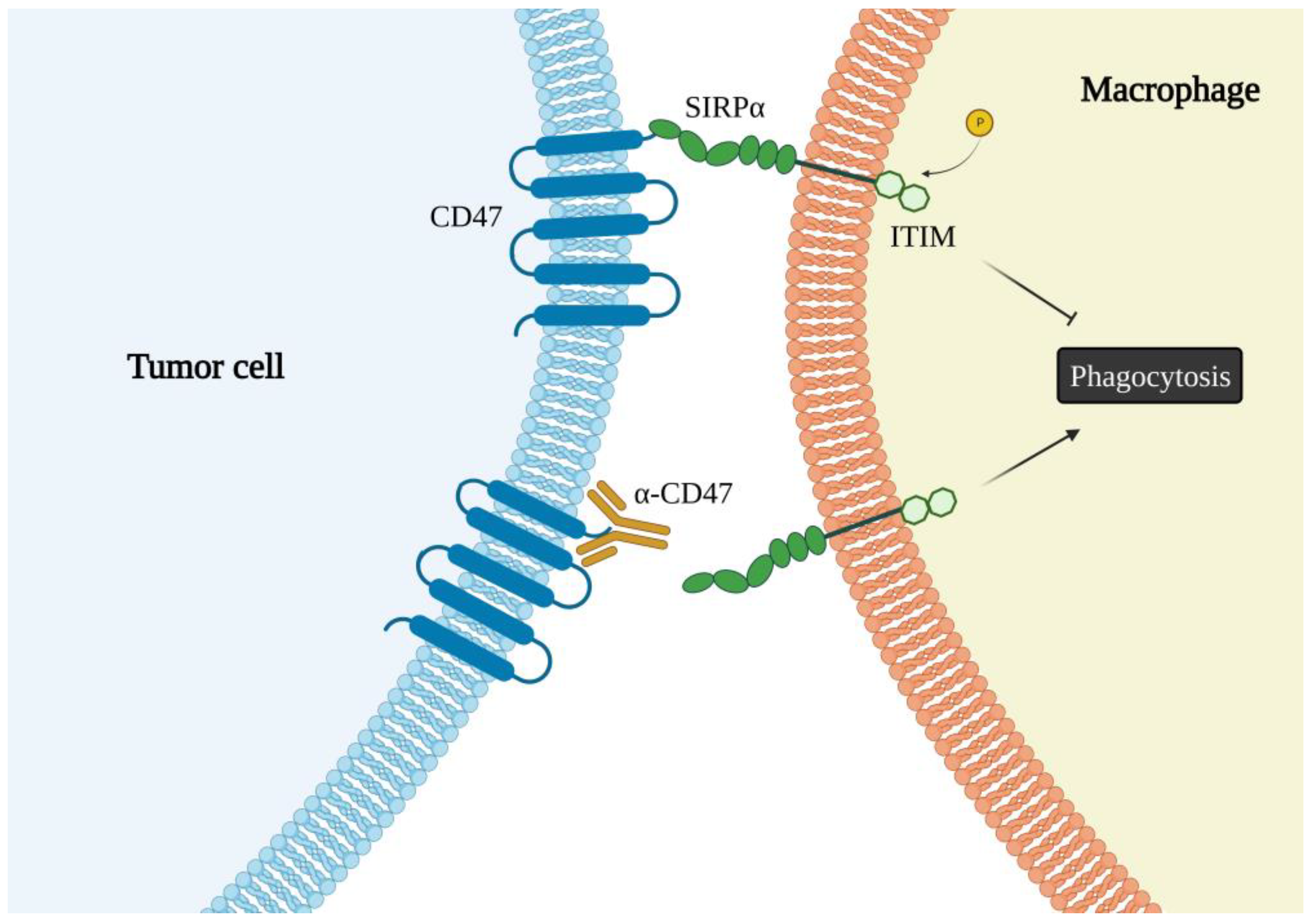 Ijms 23 12499 g002 Ijms 23 12499 g002