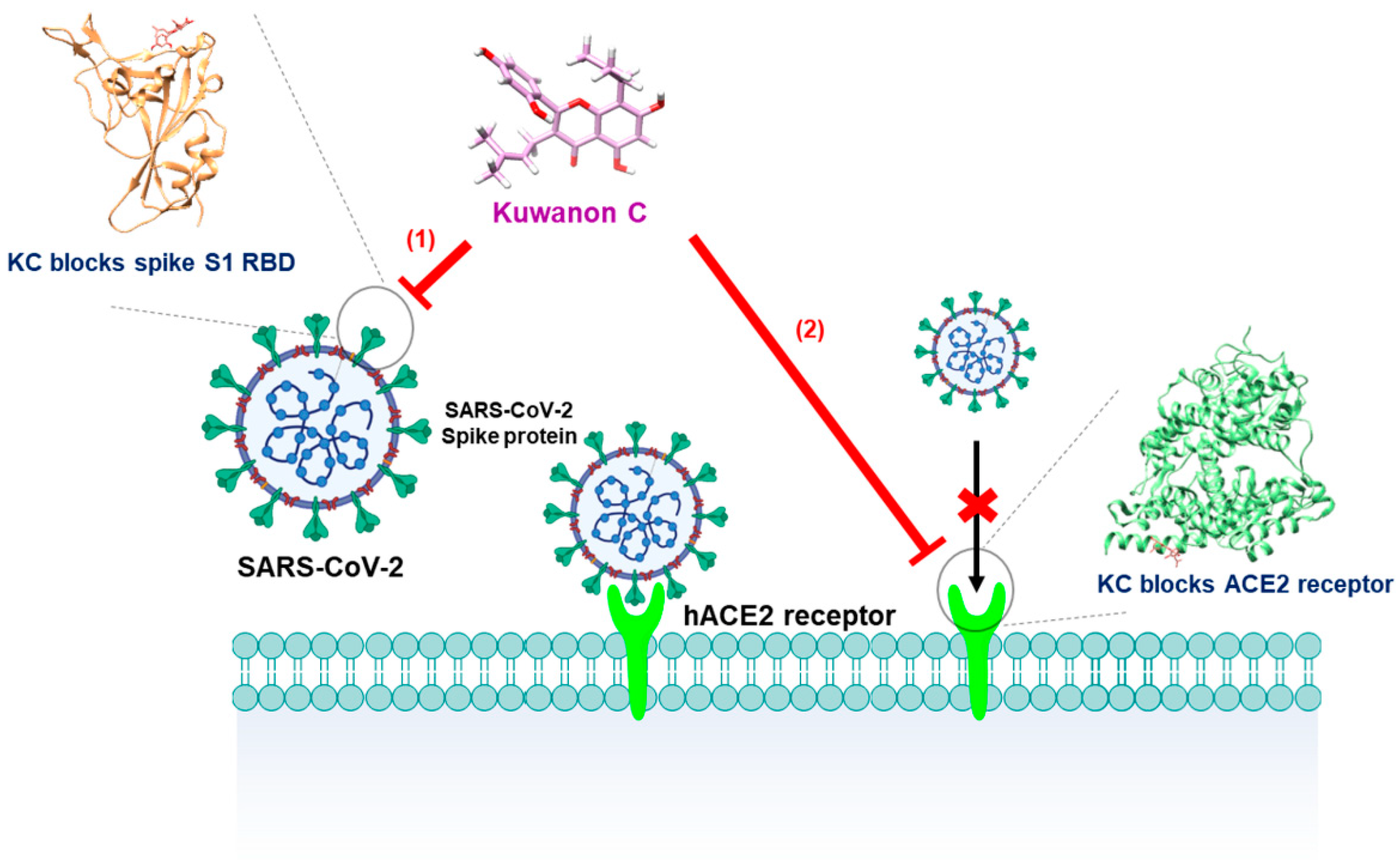 Ijms 23 12516 g006 Ijms 23 12516 g006