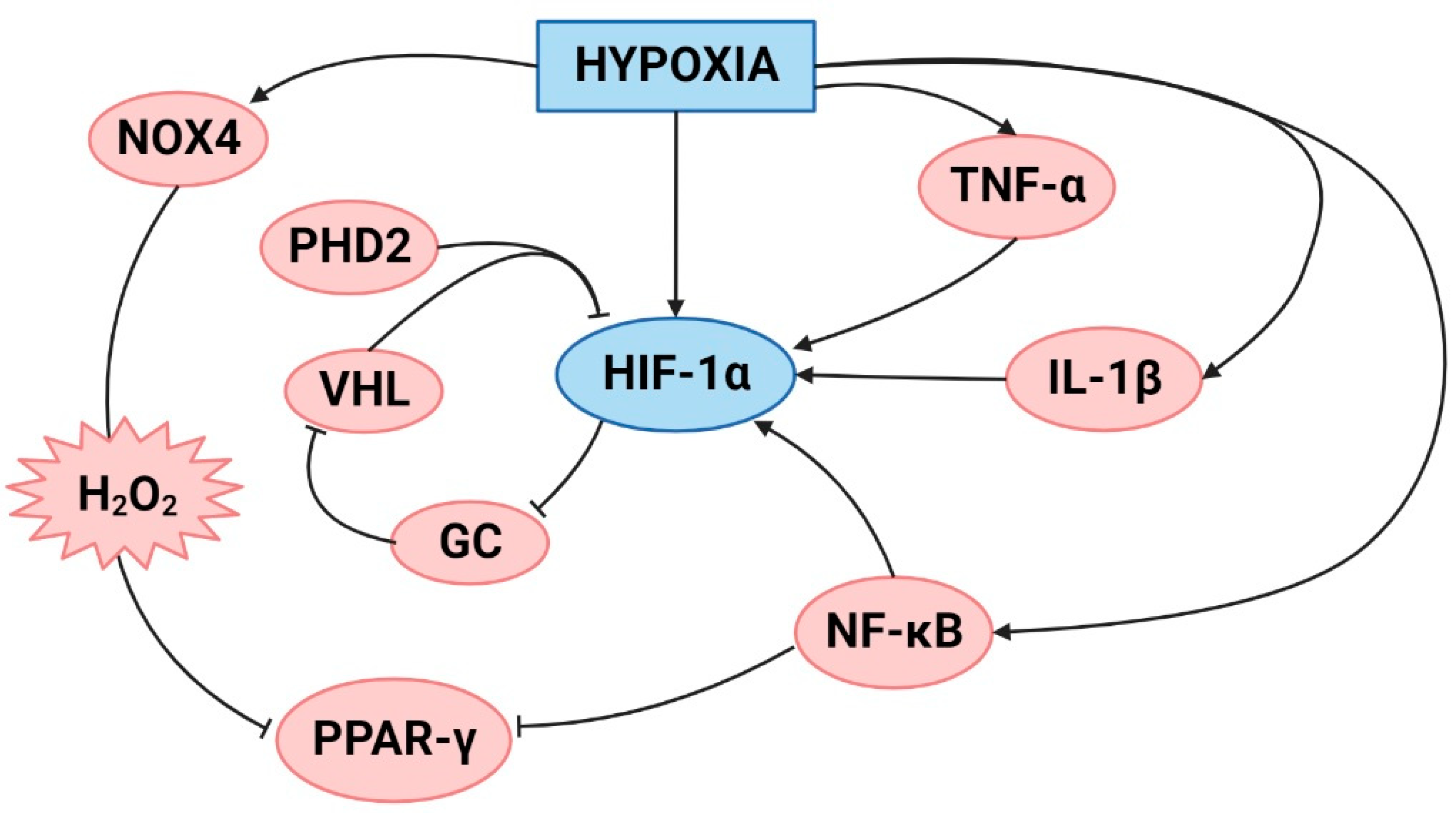 Inflammation in Pulmonary Hypertension and Edema Induced by Hypobaric ...