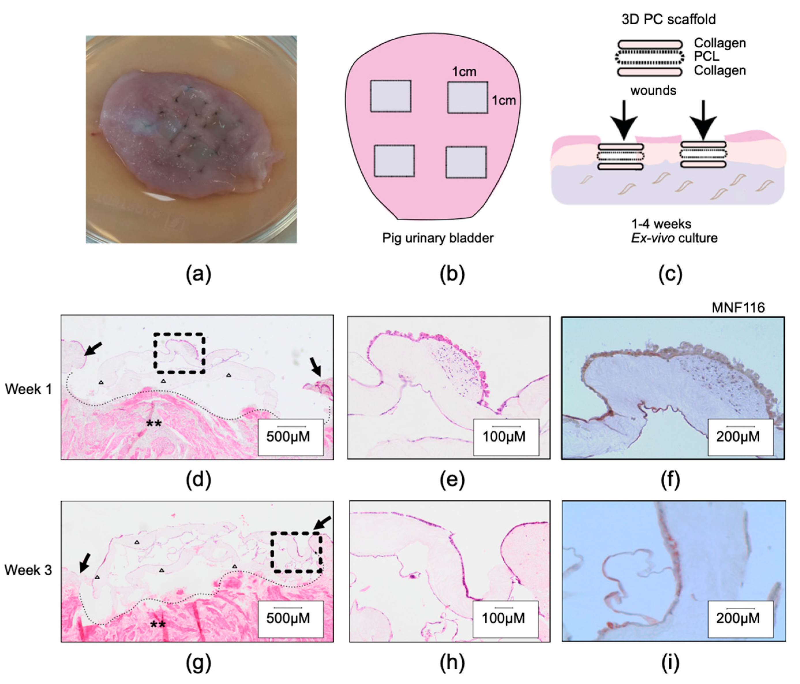 Ijms 23 12703 g002 Ijms 23 12703 g002