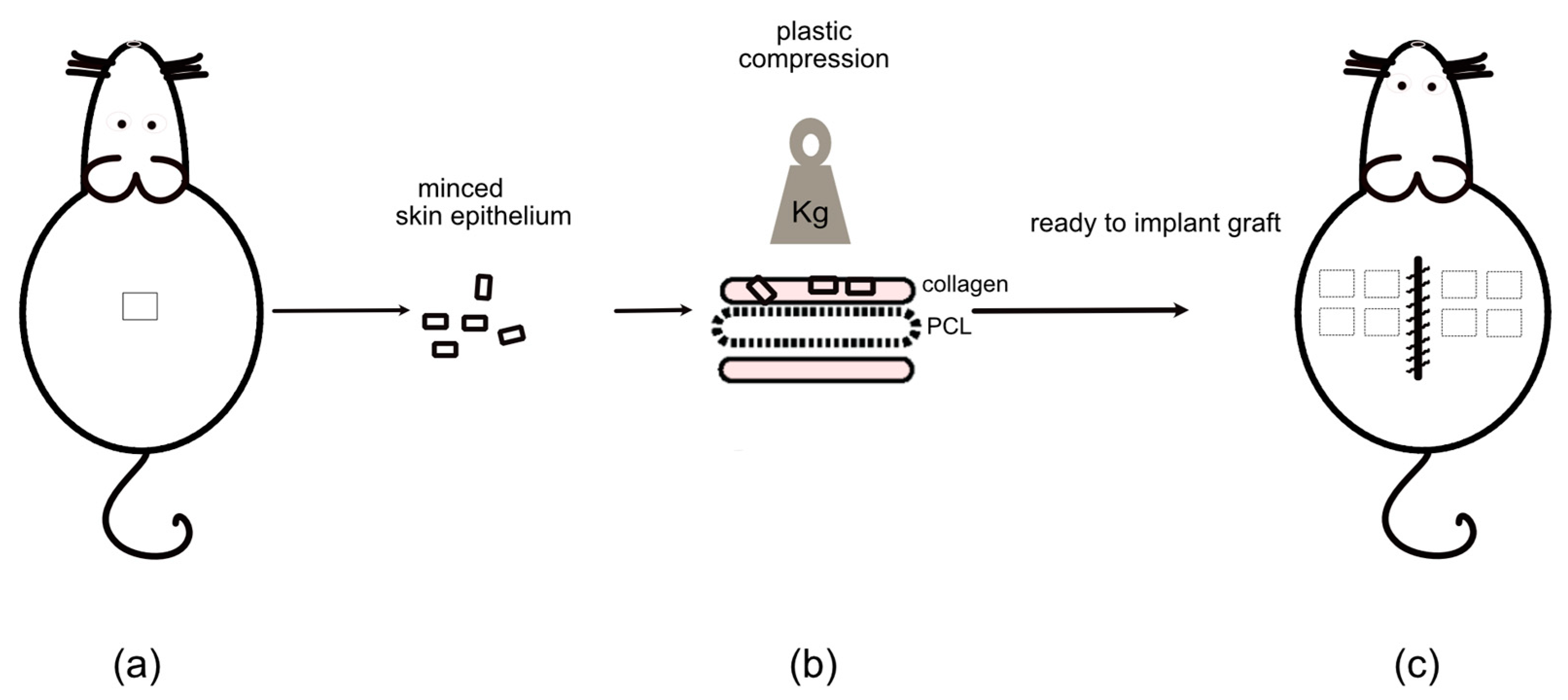 Ijms 23 12703 g003 Ijms 23 12703 g003