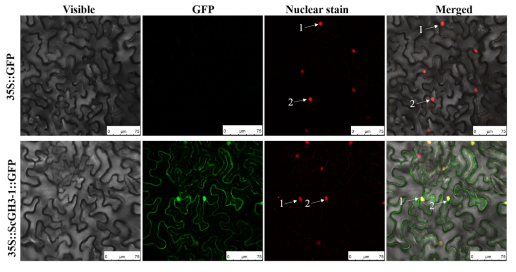 Ijms 23 12750 g008 Ijms 23 12750 g008
