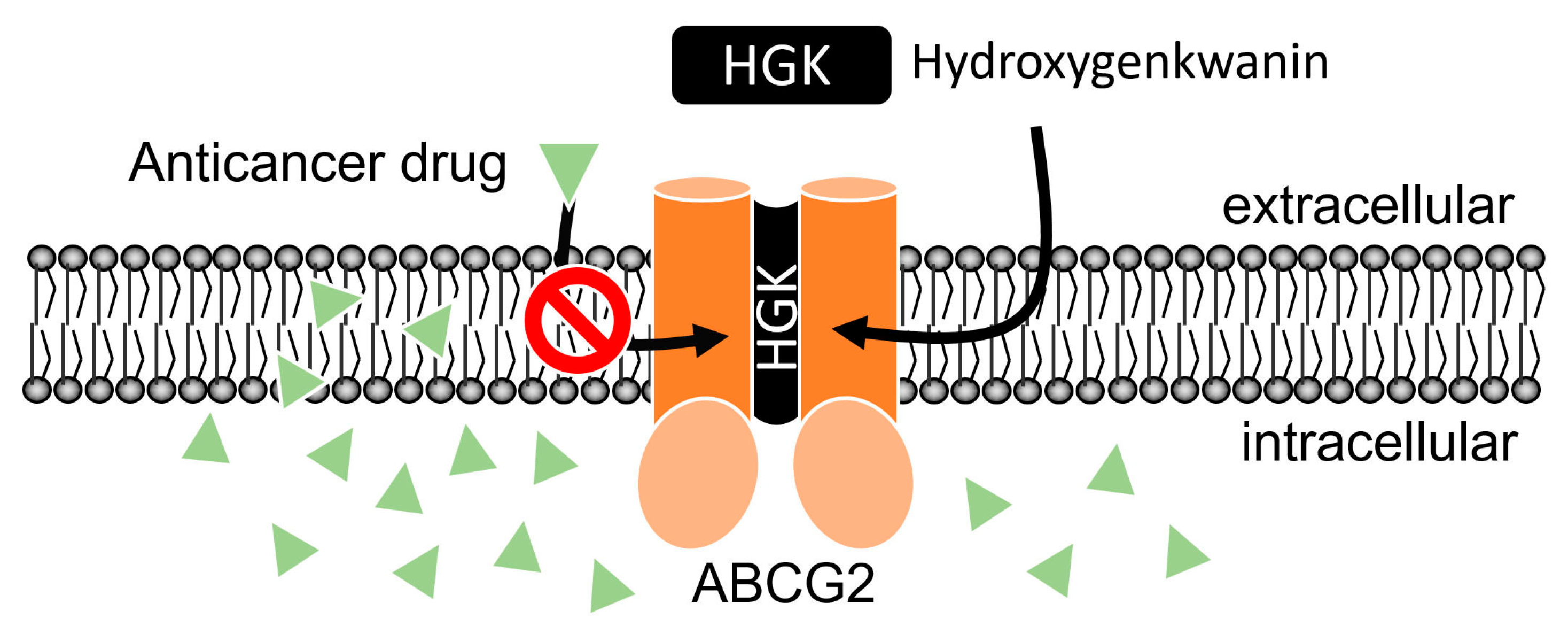 Ijms 23 12763 g008 Ijms 23 12763 g008