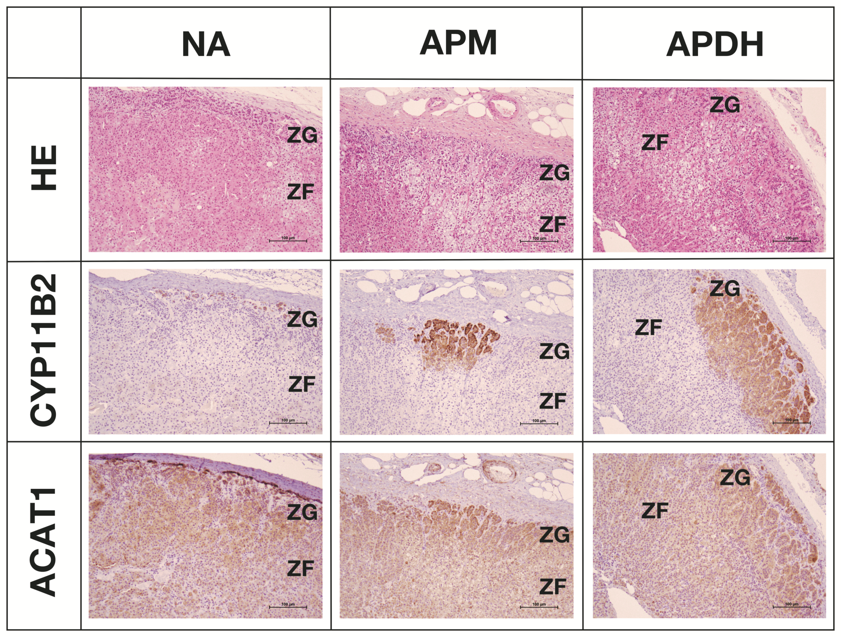 Ijms 23 12803 g005 Ijms 23 12803 g005