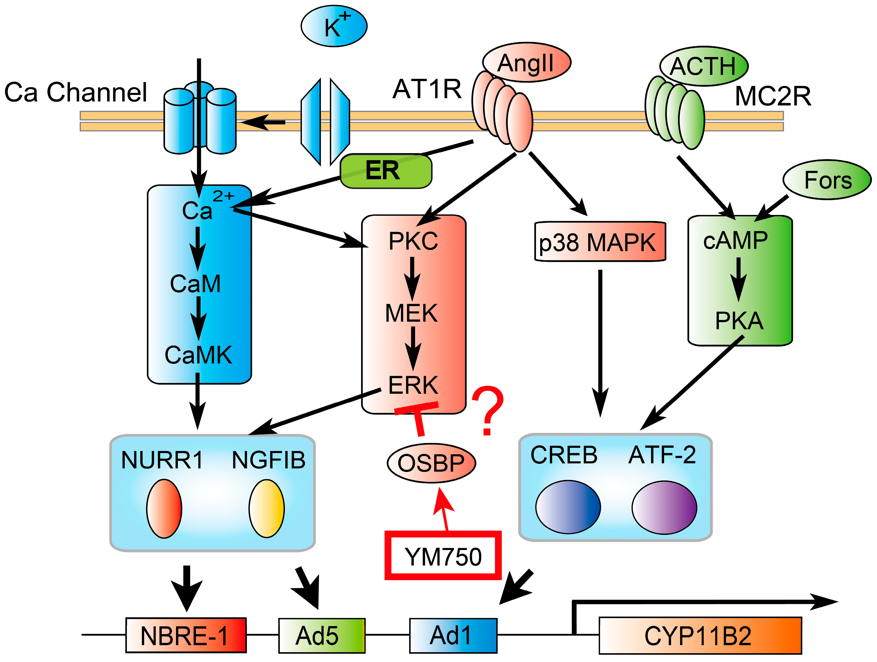 Ijms 23 12803 g006 Ijms 23 12803 g006