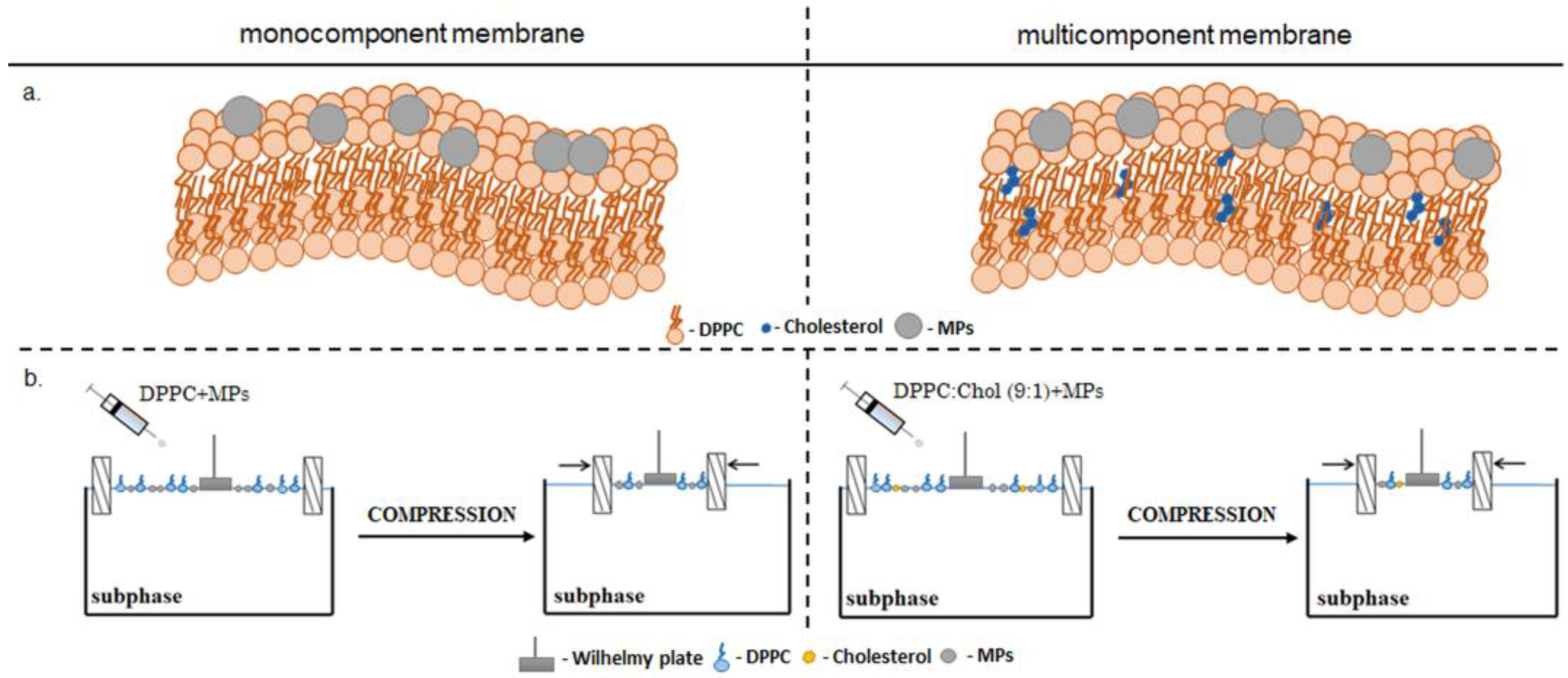 Ijms 23 12822 g006 Ijms 23 12822 g006
