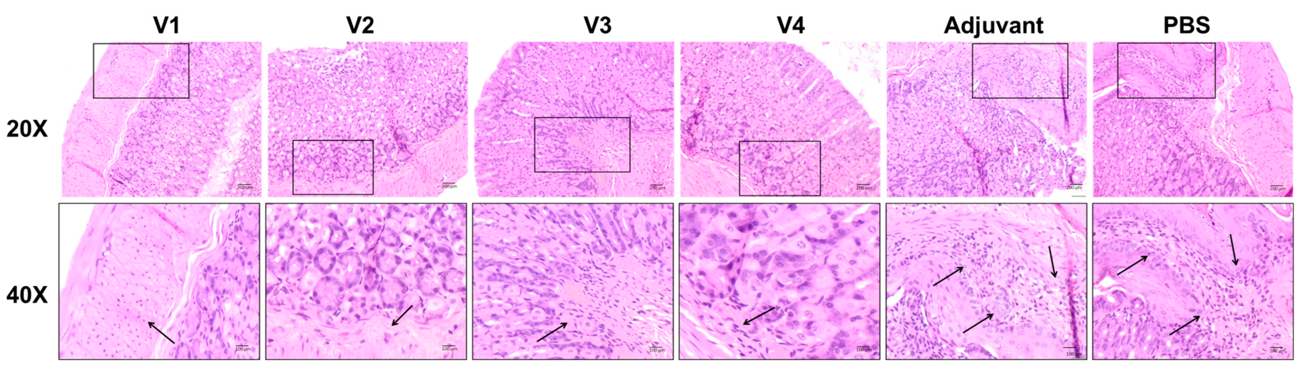 Ijms 23 12824 g004 Ijms 23 12824 g004