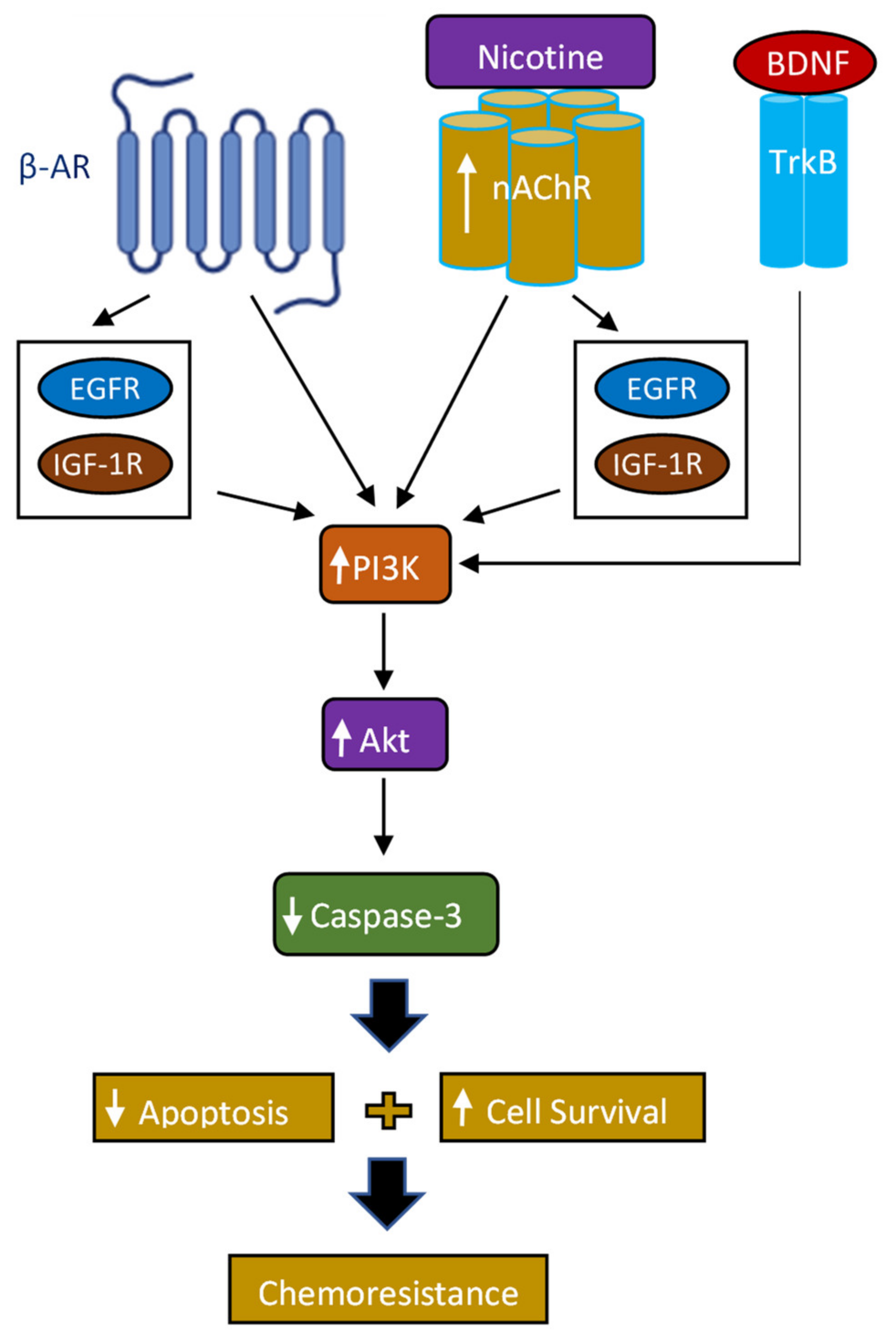 Ijms 23 12829 g007 Ijms 23 12829 g007
