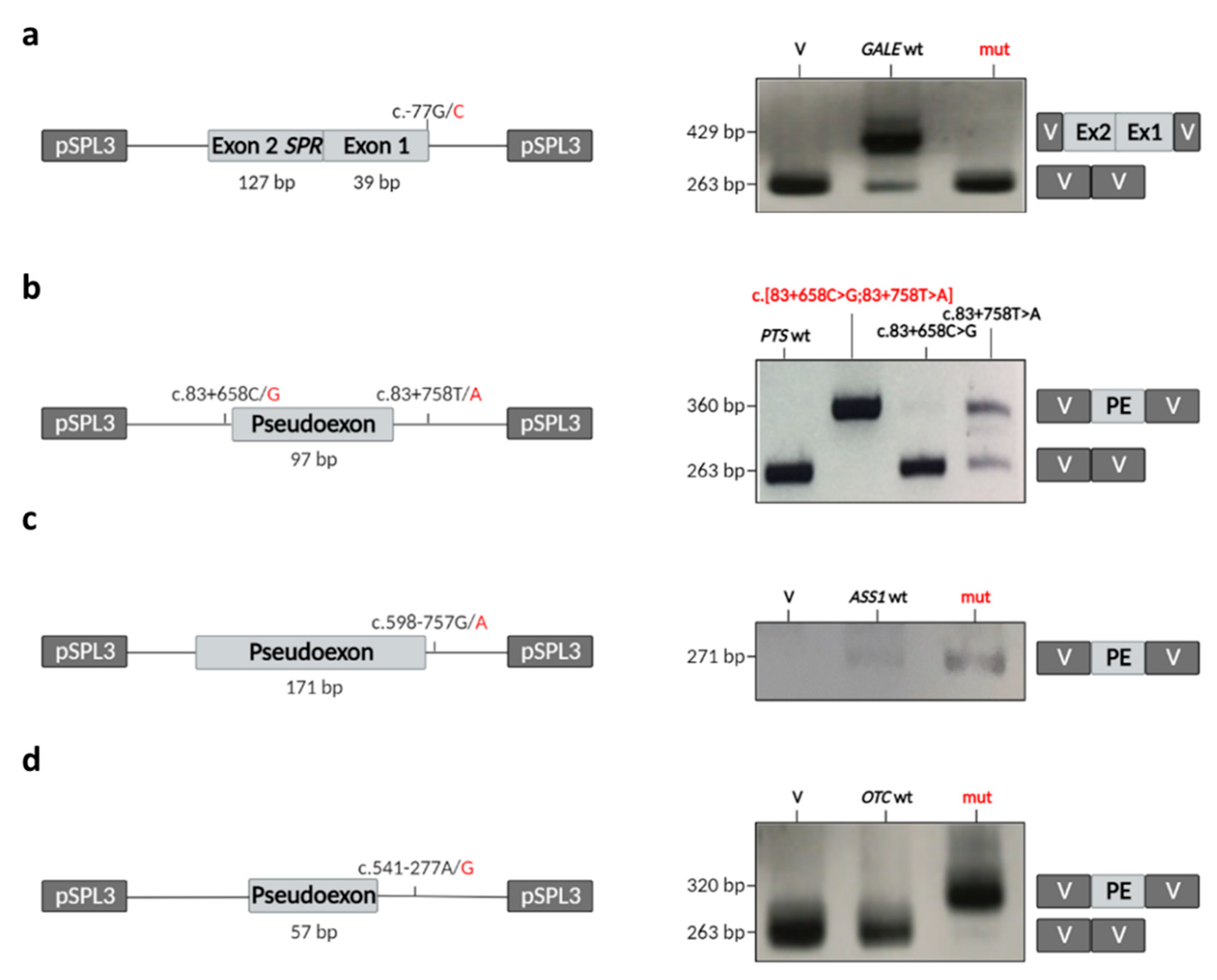 Ijms 23 12850 g003 Ijms 23 12850 g003