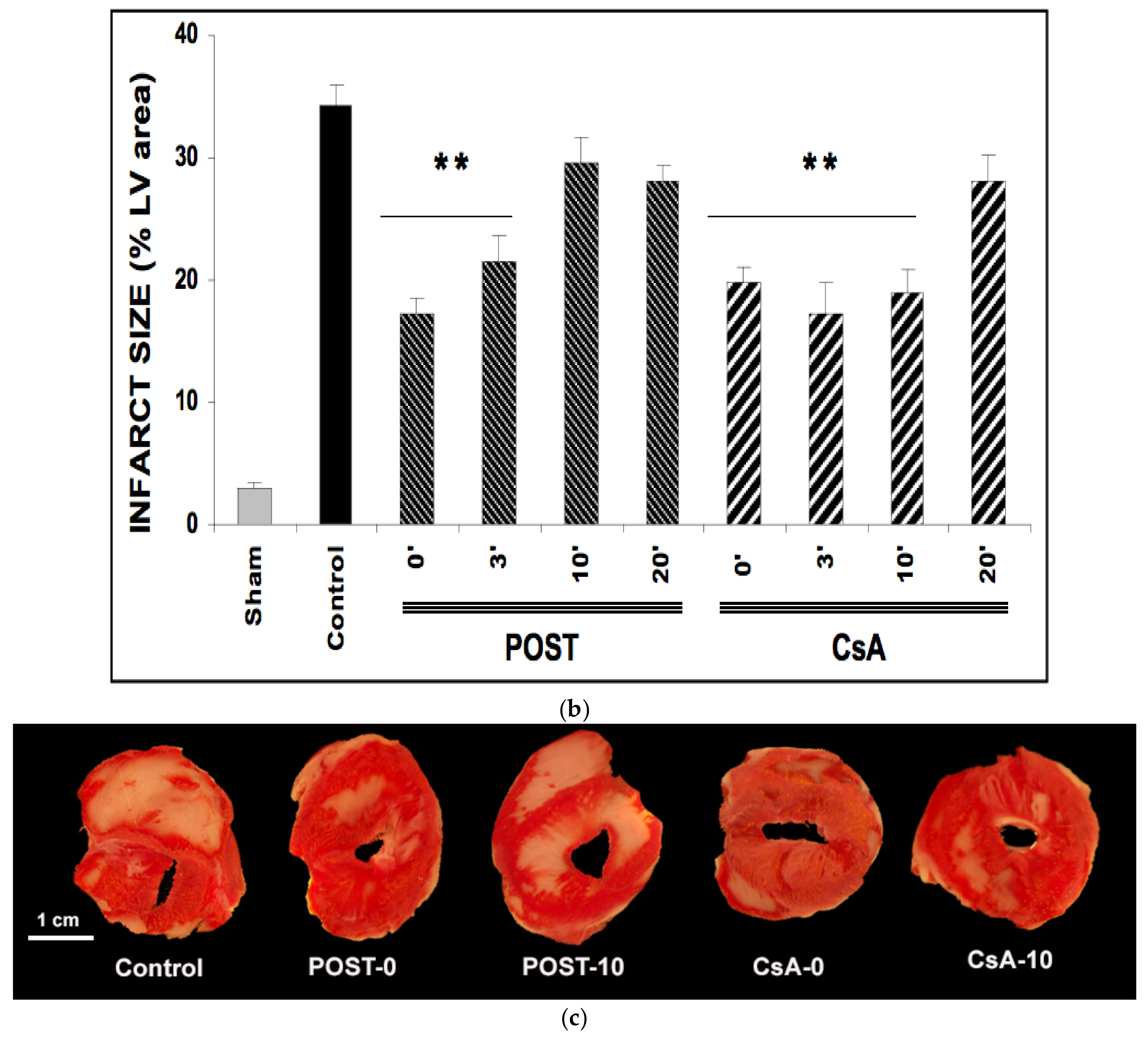 Ijms 23 12858 g002b Ijms 23 12858 g002b