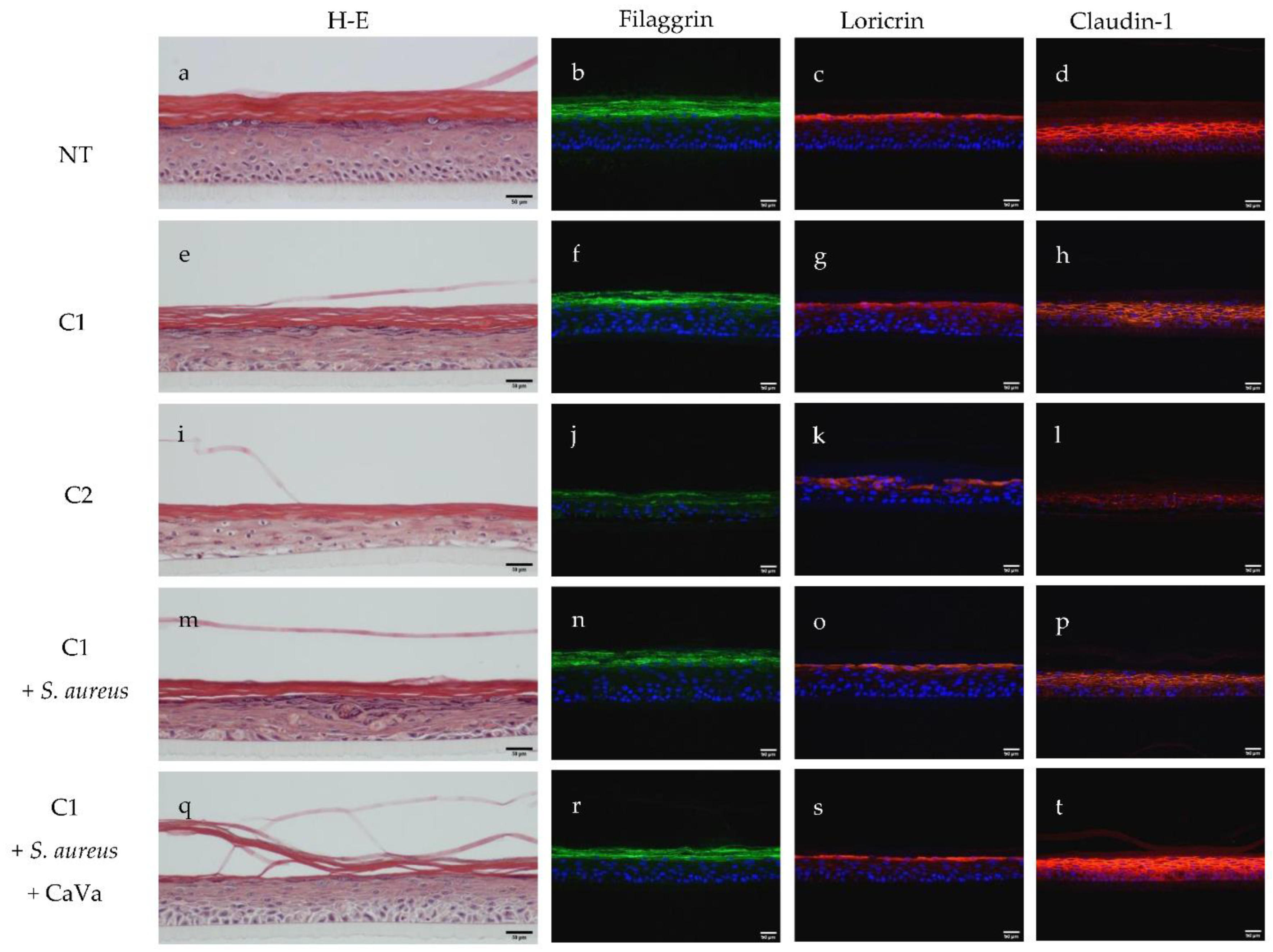 Ijms 23 12880 g001 Ijms 23 12880 g001