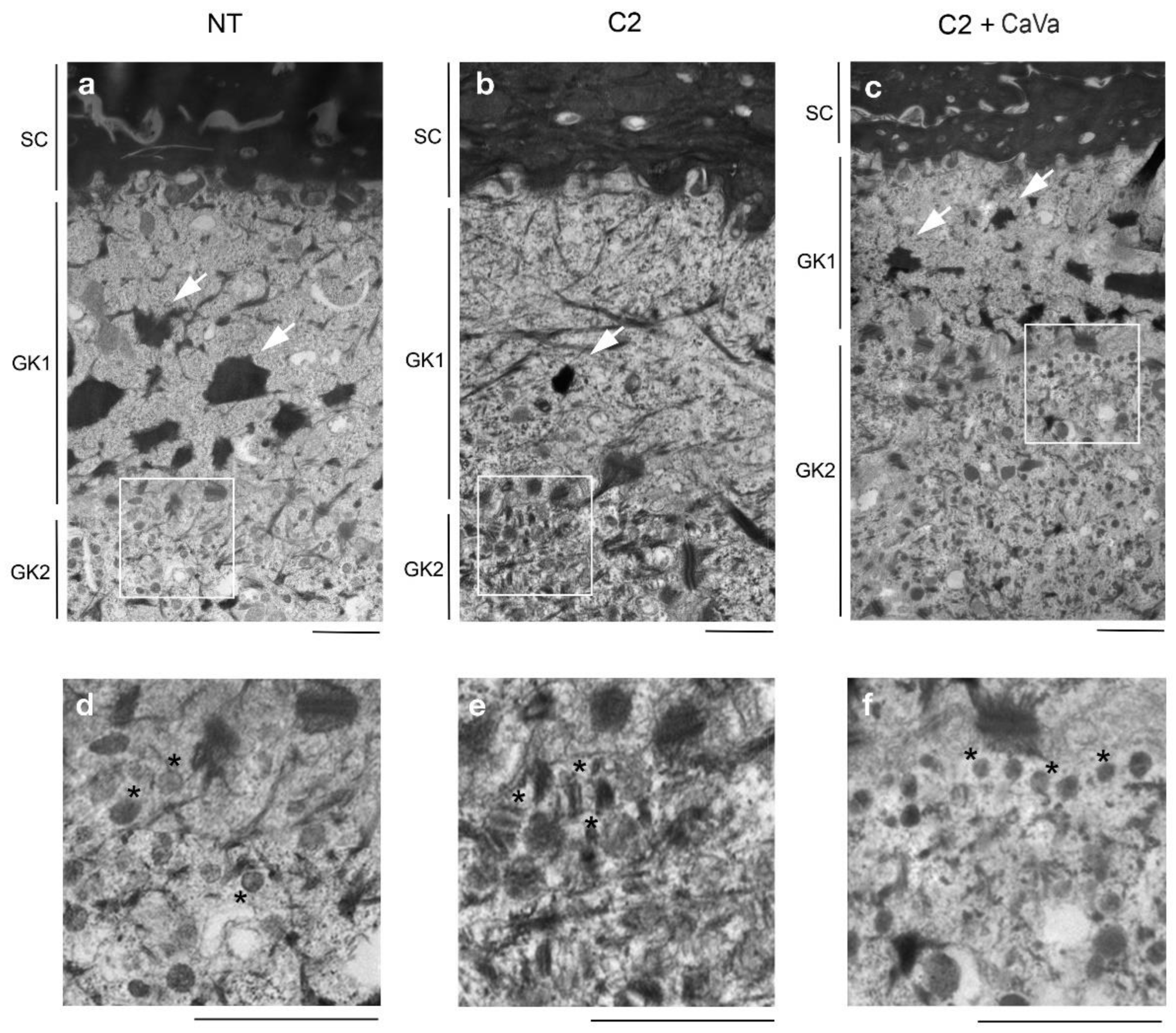 Ijms 23 12880 g003 Ijms 23 12880 g003