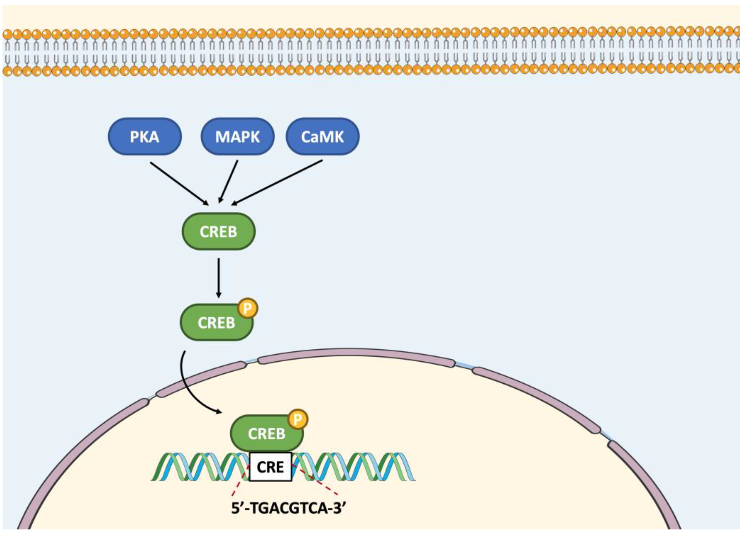 Ijms 23 12887 g002 Ijms 23 12887 g002