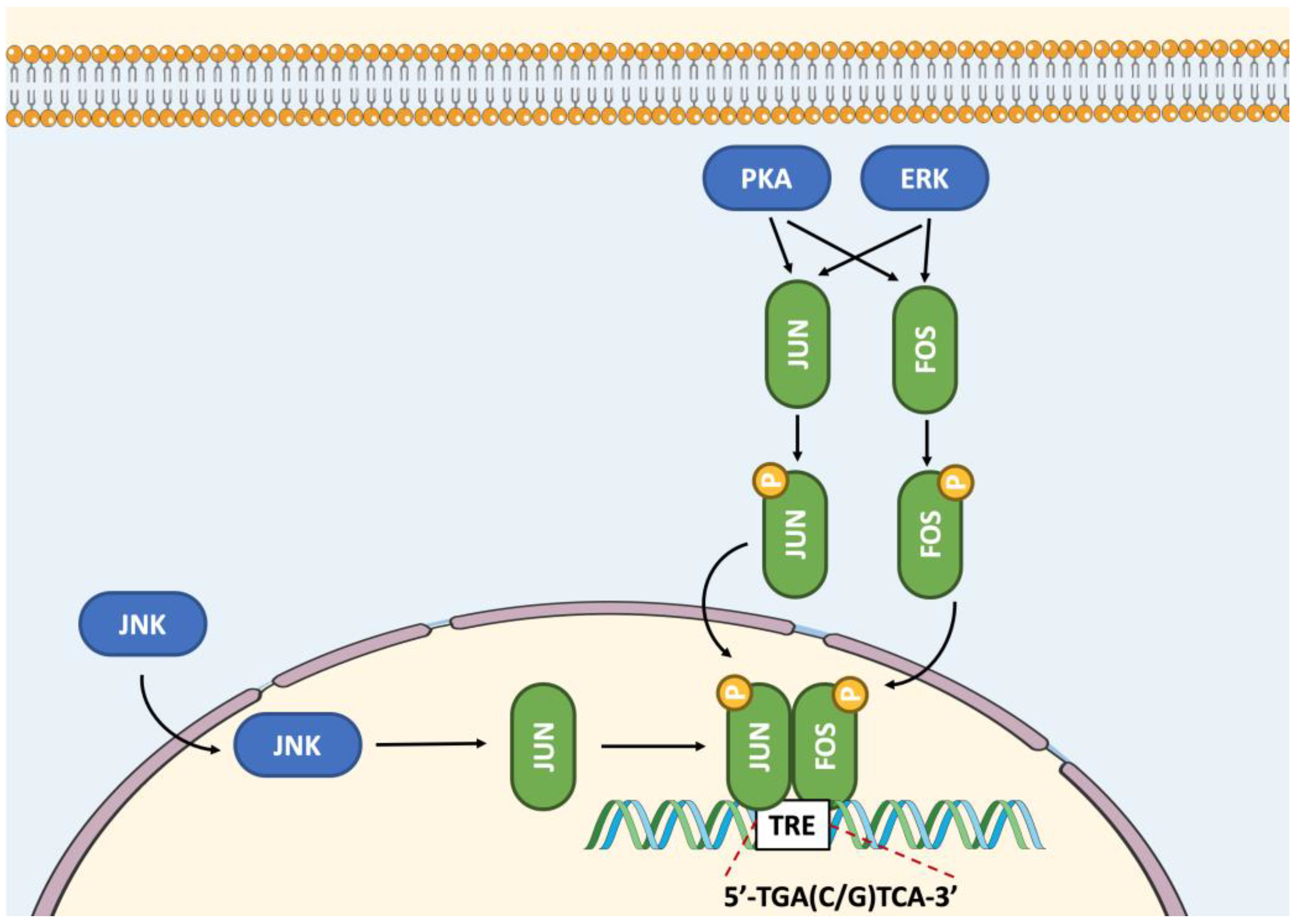 Ijms 23 12887 g003 Ijms 23 12887 g003