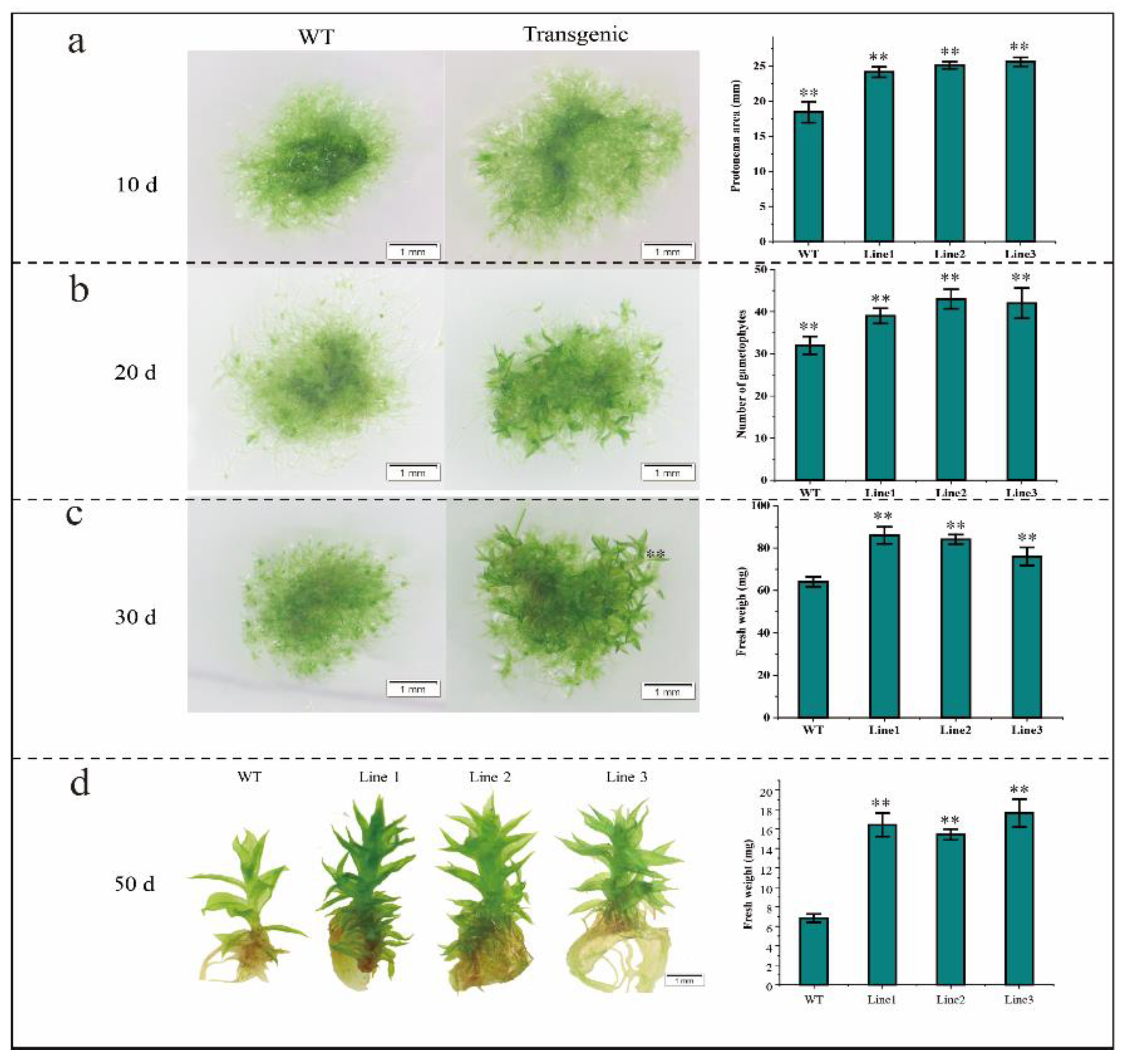 Ijms 23 12894 g005 Ijms 23 12894 g005