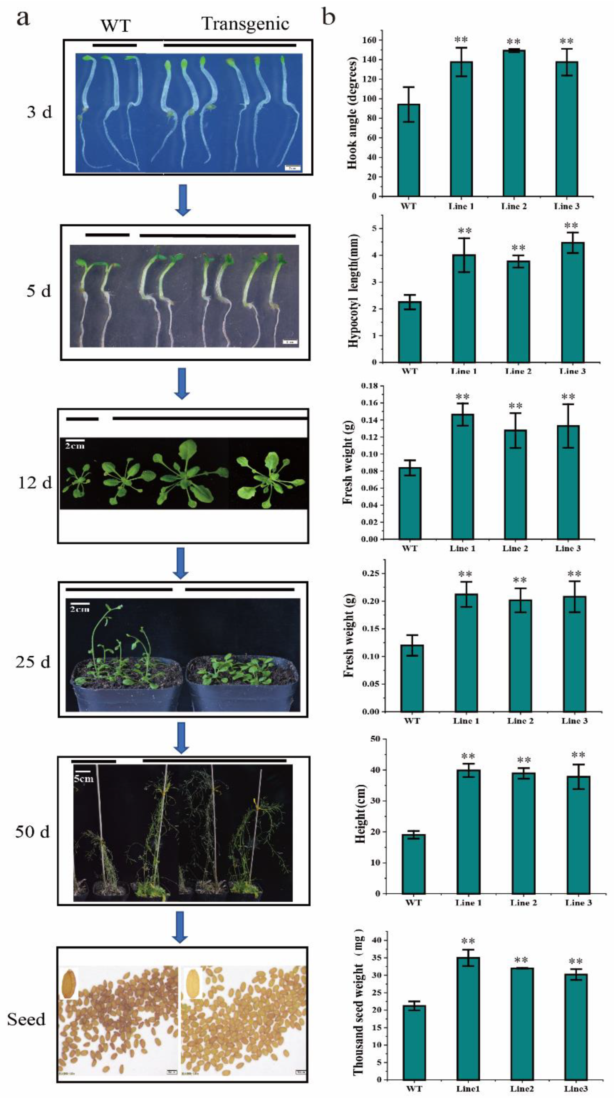 Ijms 23 12894 g006 Ijms 23 12894 g006