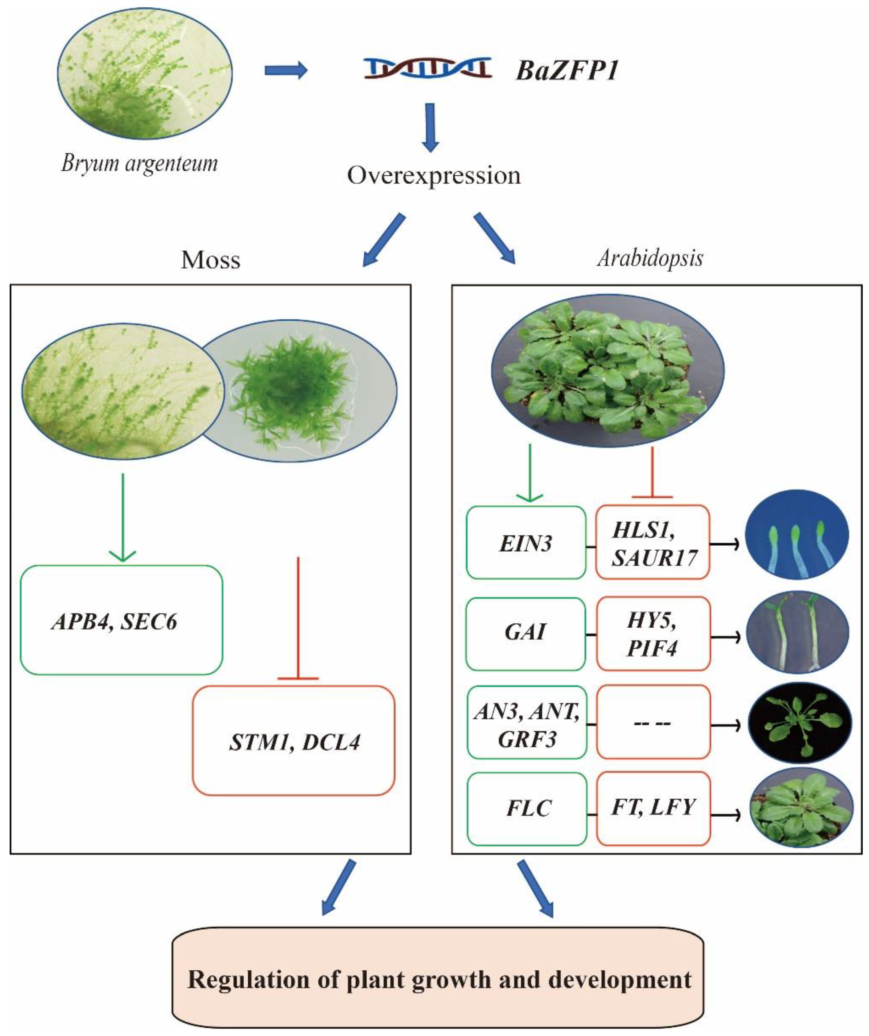 Ijms 23 12894 g009 Ijms 23 12894 g009