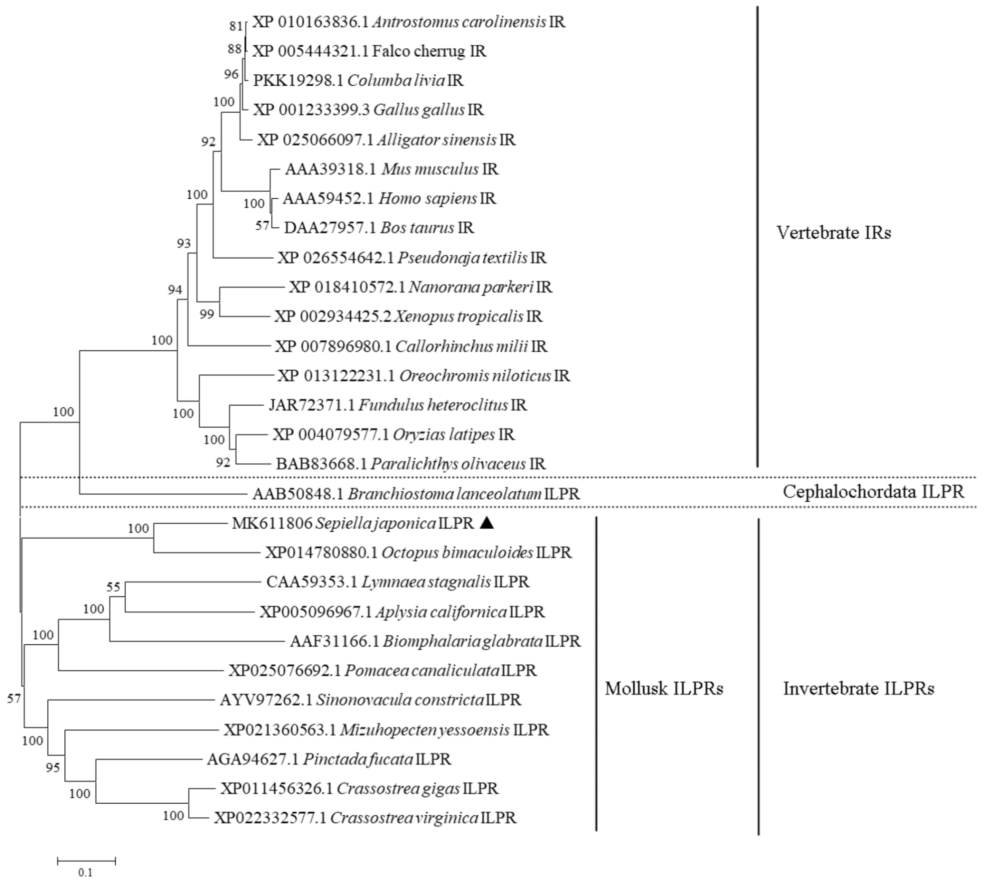 Ijms 23 12903 g003 Ijms 23 12903 g003