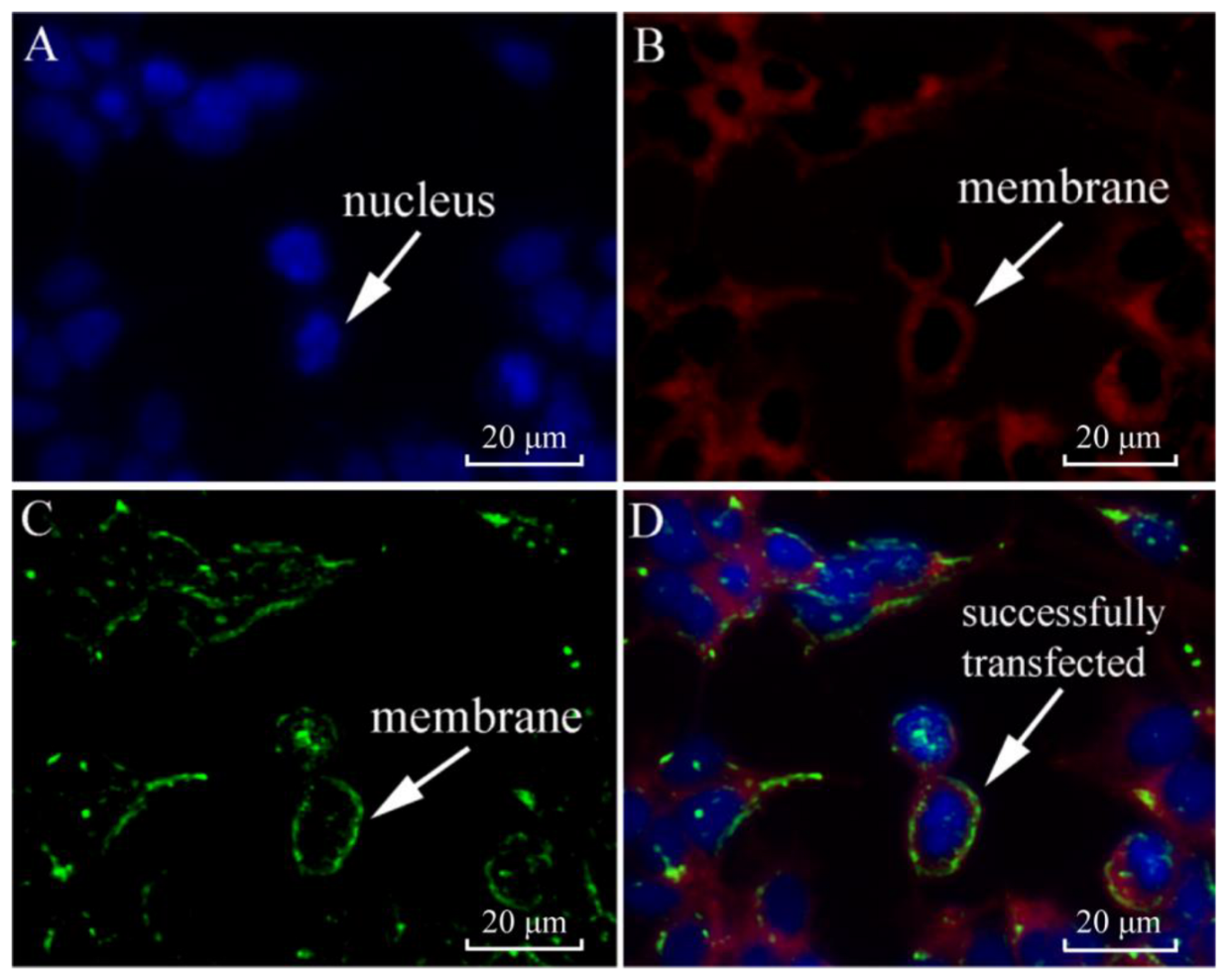 Ijms 23 12903 g004 Ijms 23 12903 g004