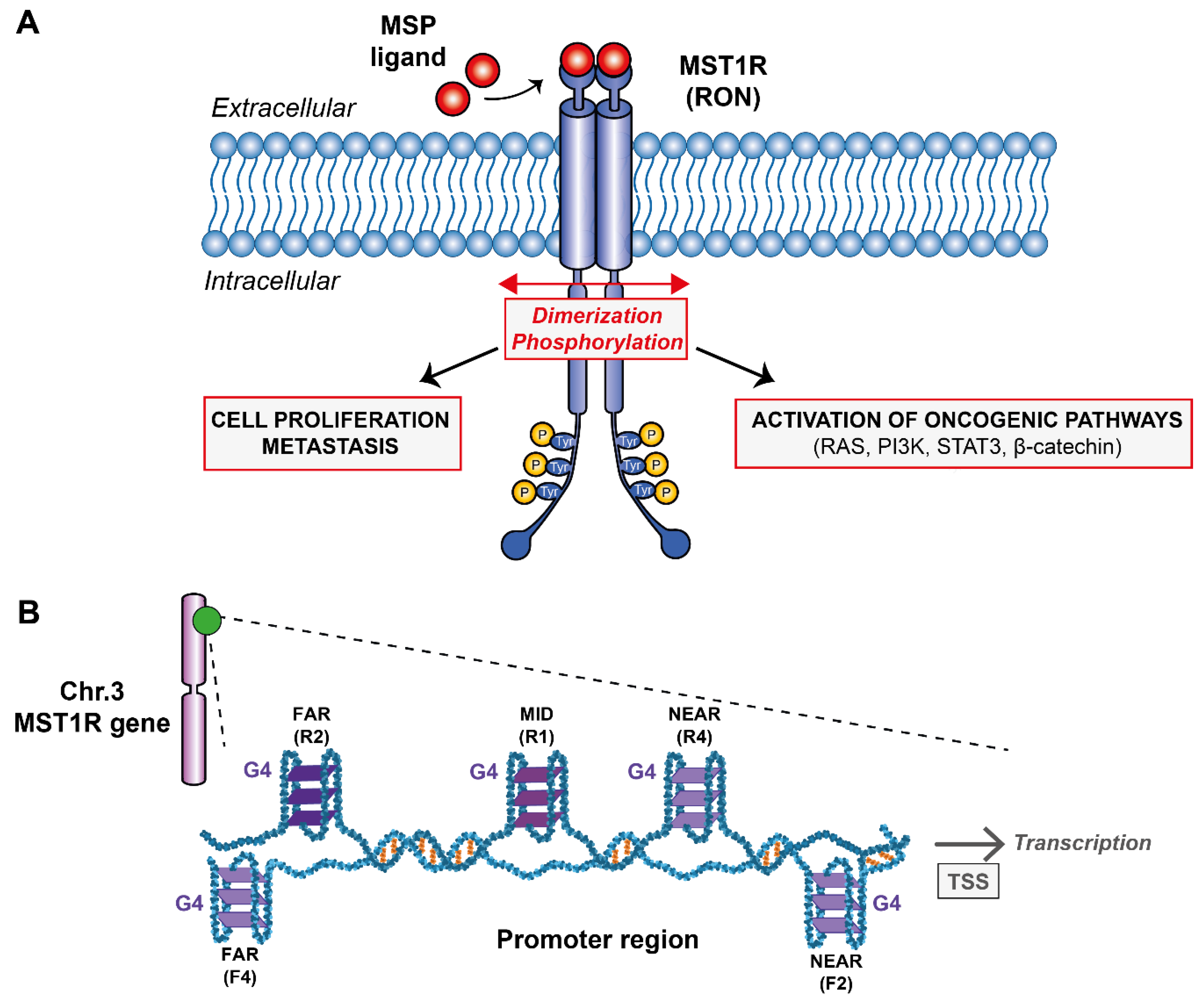 Ijms 23 12905 g001 Ijms 23 12905 g001