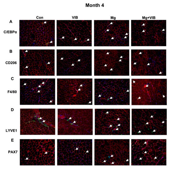 Ijms 23 12944 g004a Ijms 23 12944 g004a