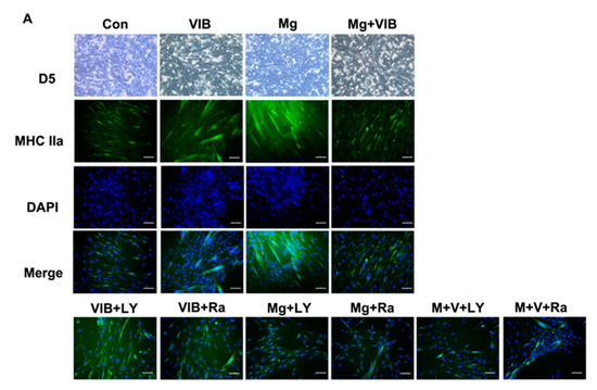 Ijms 23 12944 g006a Ijms 23 12944 g006a