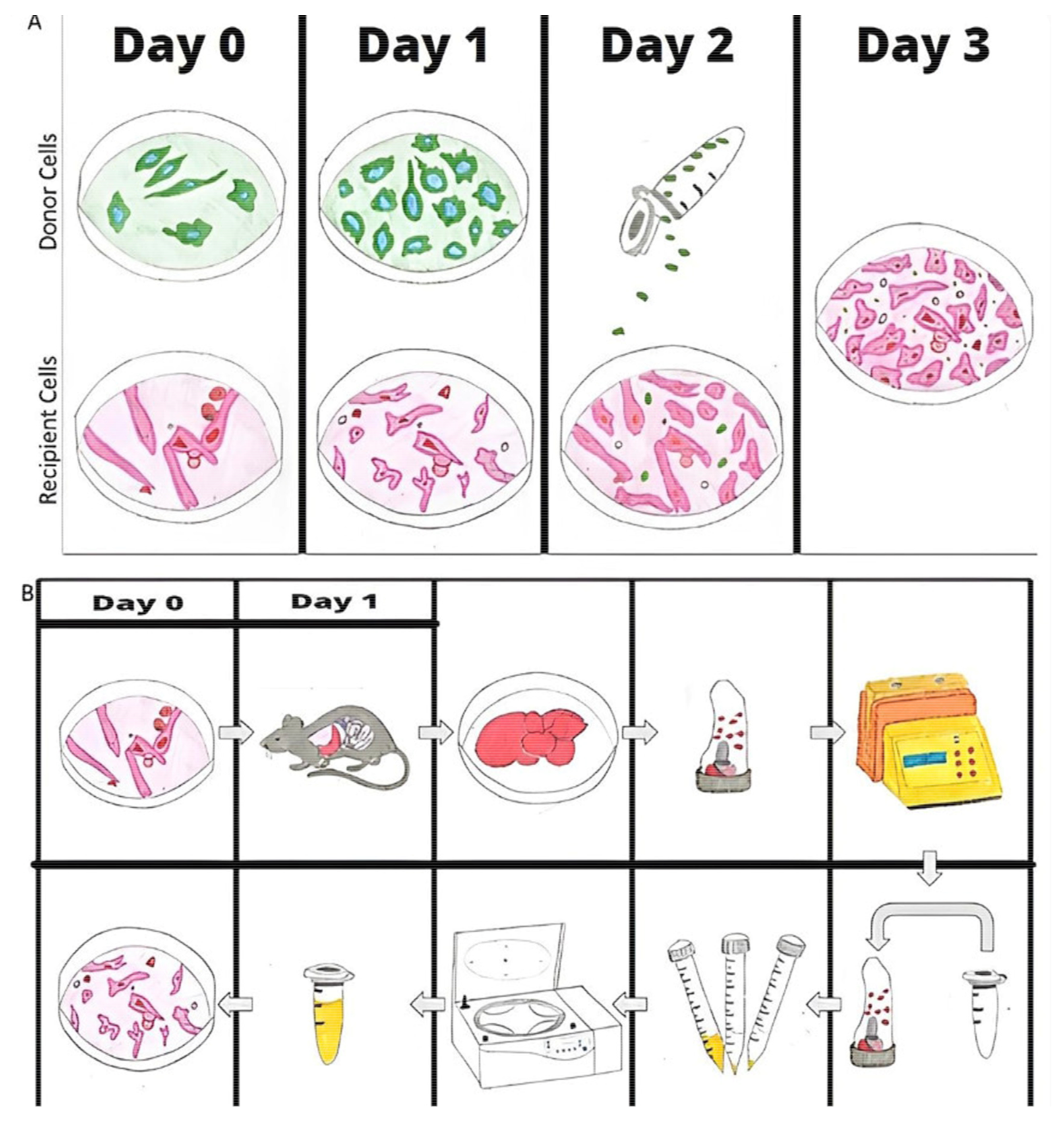 Ijms 23 12993 g001 Ijms 23 12993 g001