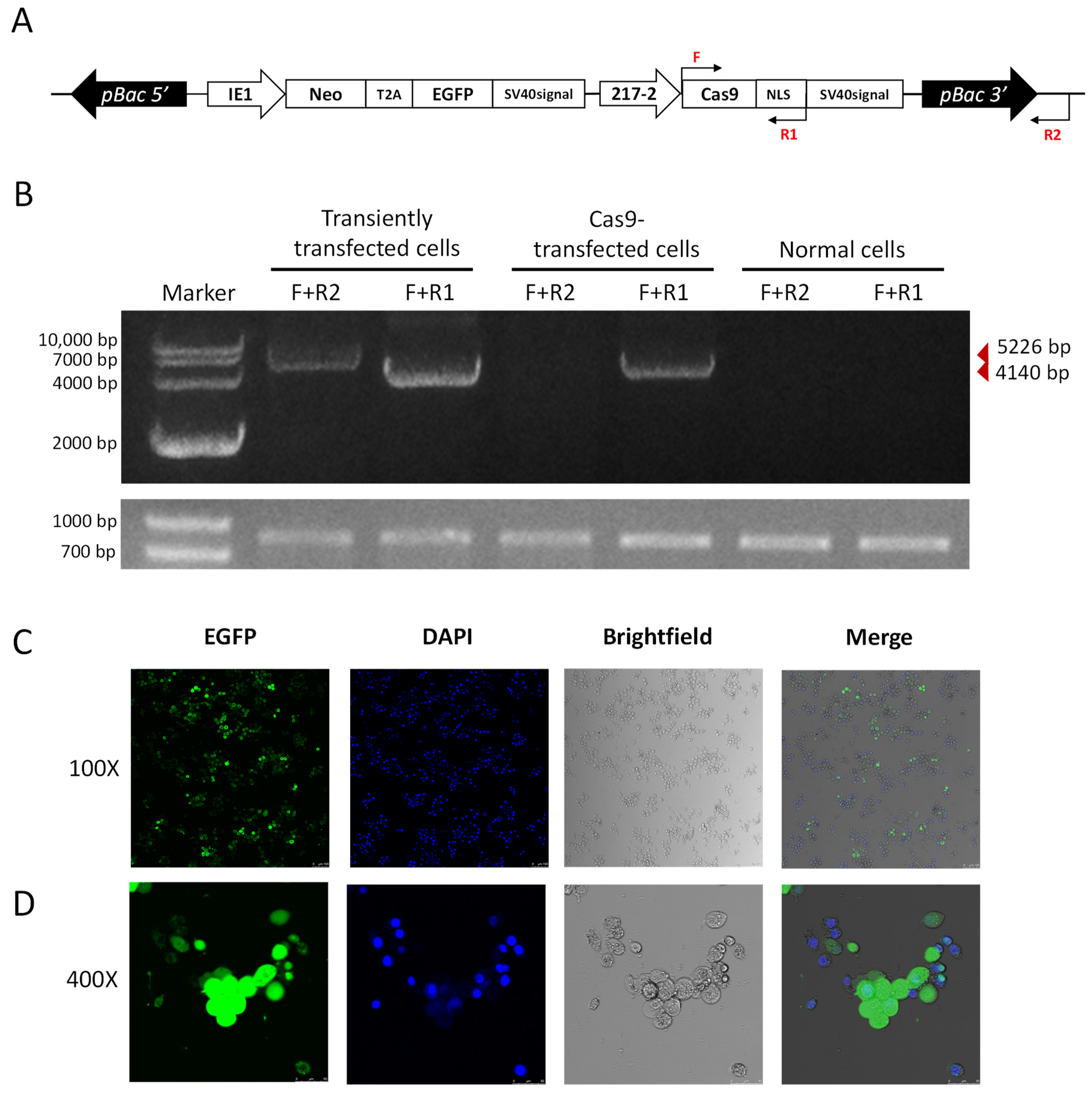 Ijms 23 13042 g006 Ijms 23 13042 g006